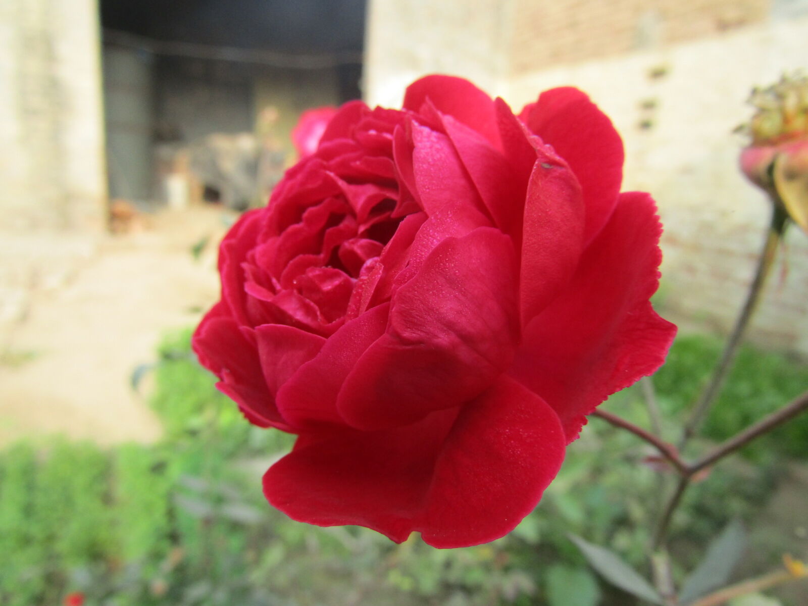 Canon PowerShot SX410 IS sample photo. Rose, roses, rosegold, prose photography