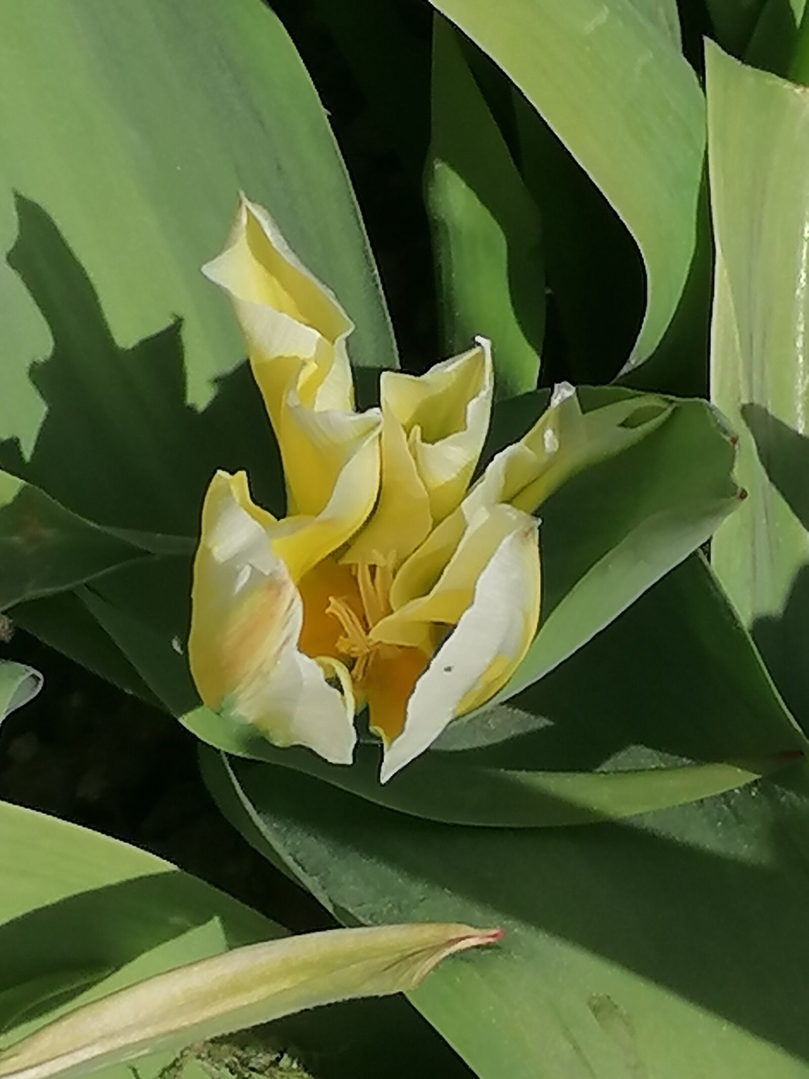 HUAWEI P30 LITE sample photo. Blossom, bloom, close up photography