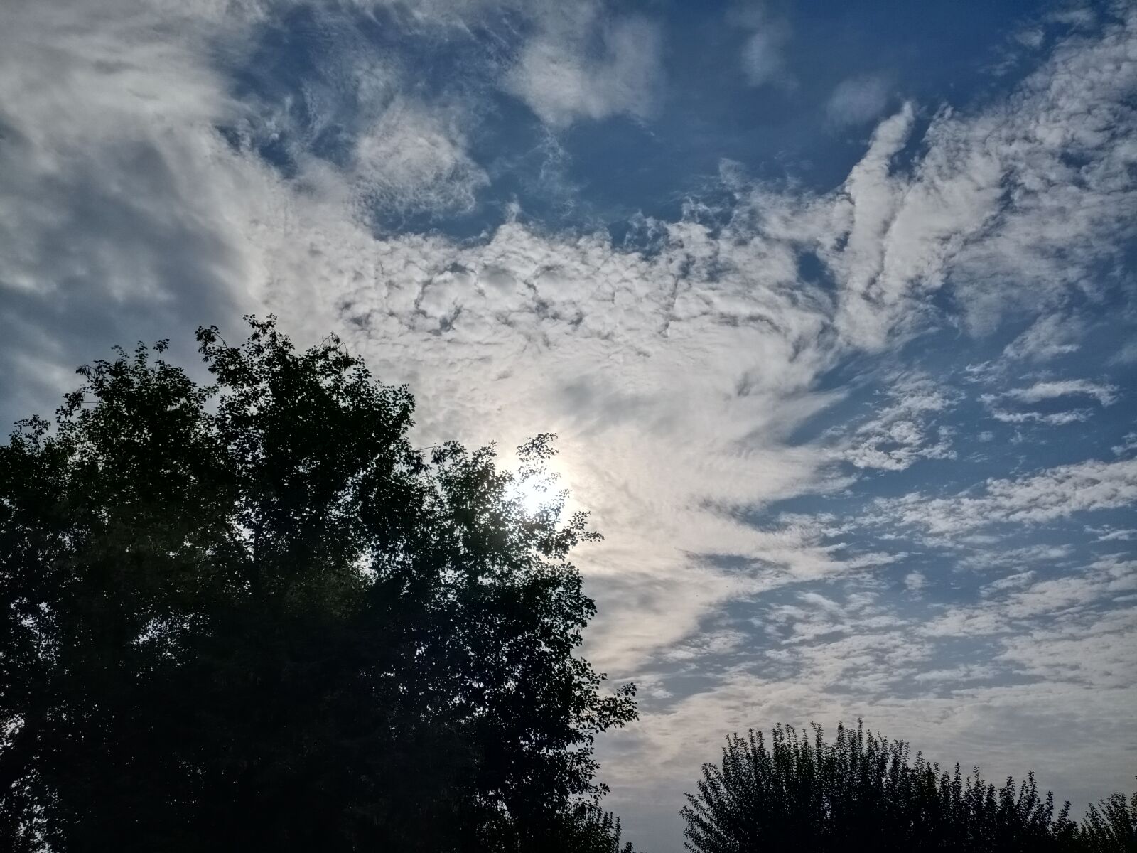 vivo 1907_19 sample photo. Nature, tree, sky photography
