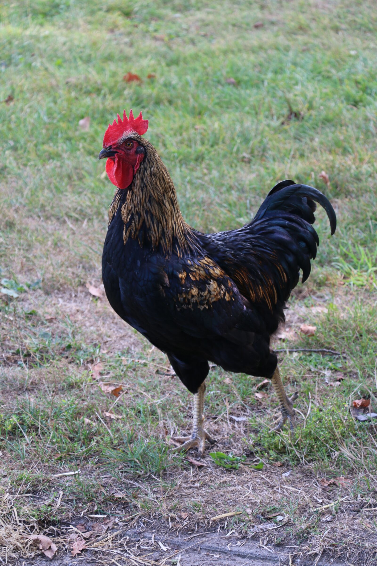 Canon EOS 70D sample photo. Hahn, poultry, feather photography