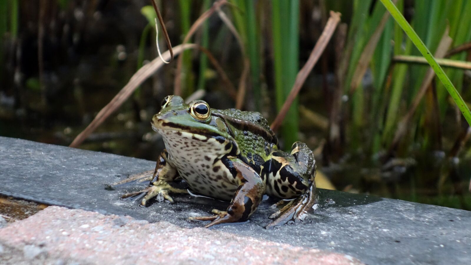 Sony Cyber-shot DSC-RX100 sample photo. Frog, amphibian, green photography