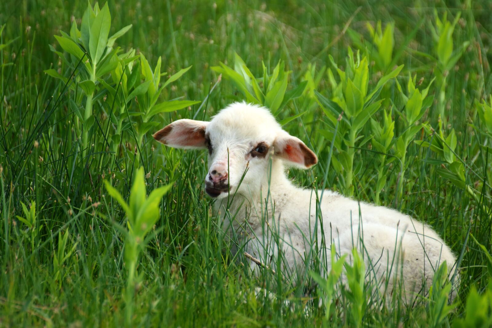 Canon EOS 70D sample photo. Sheep, lamb, animal photography