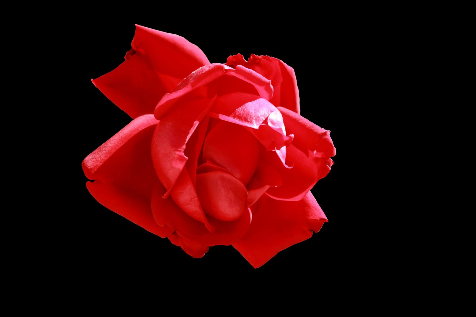 Canon PowerShot G1 X Mark III sample photo. Flower, pink, red photography