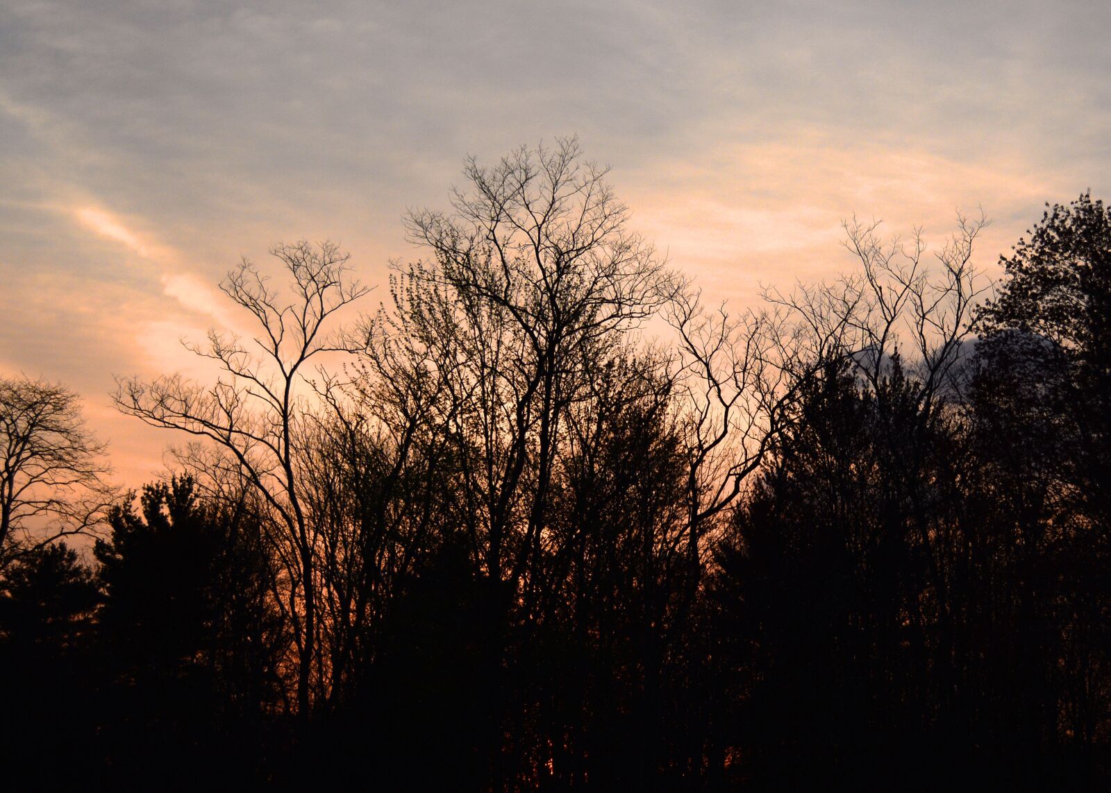 Nikon D5200 sample photo. Sunset, trees, nature photography