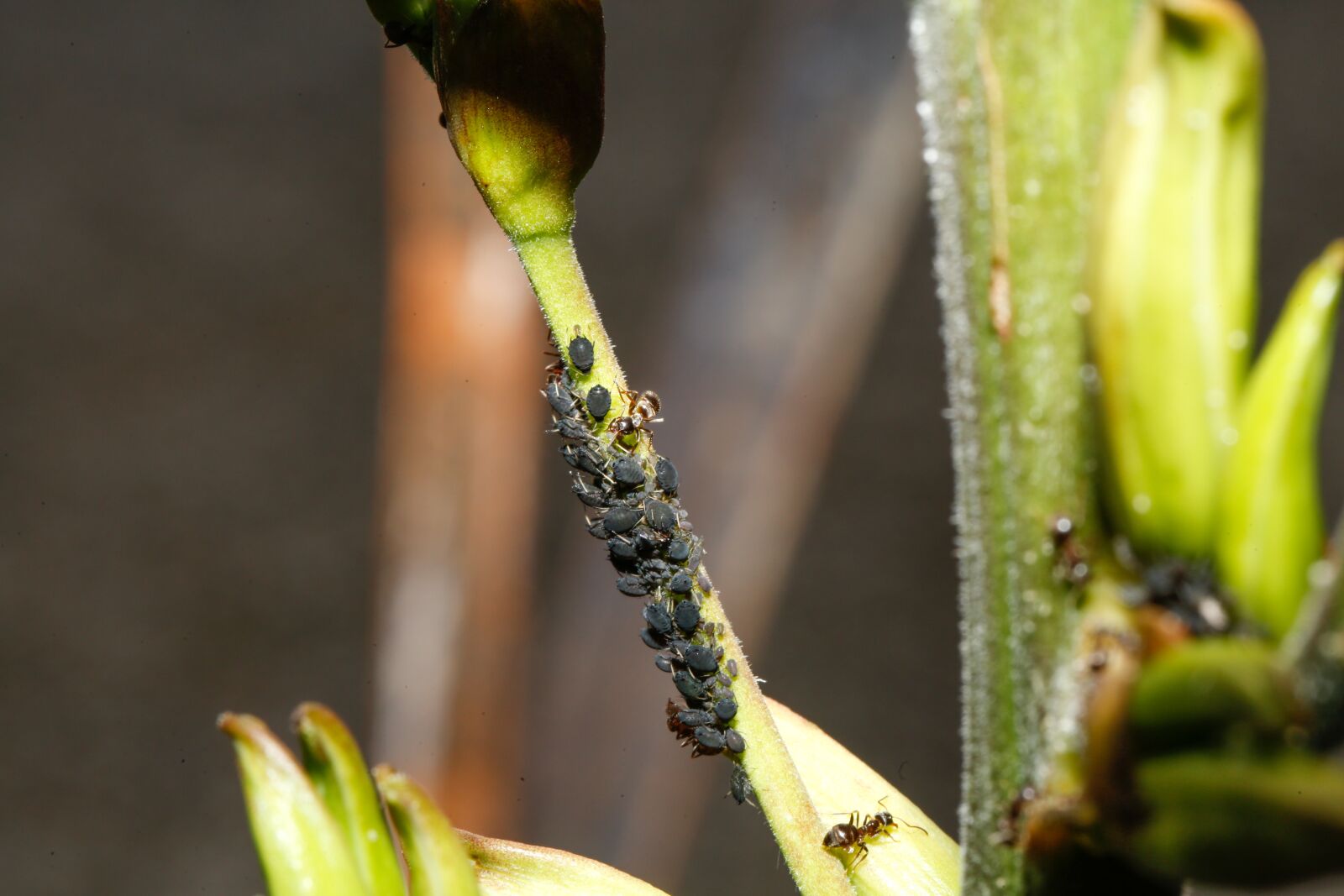 Canon EF 100mm F2.8L Macro IS USM sample photo. Ants, aphids, animals photography