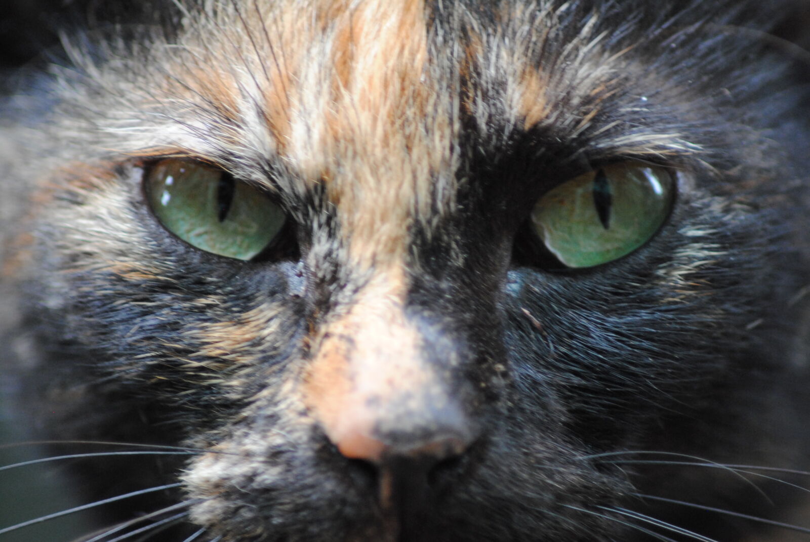 Nikon D3000 sample photo. Close, up, portrait, of photography