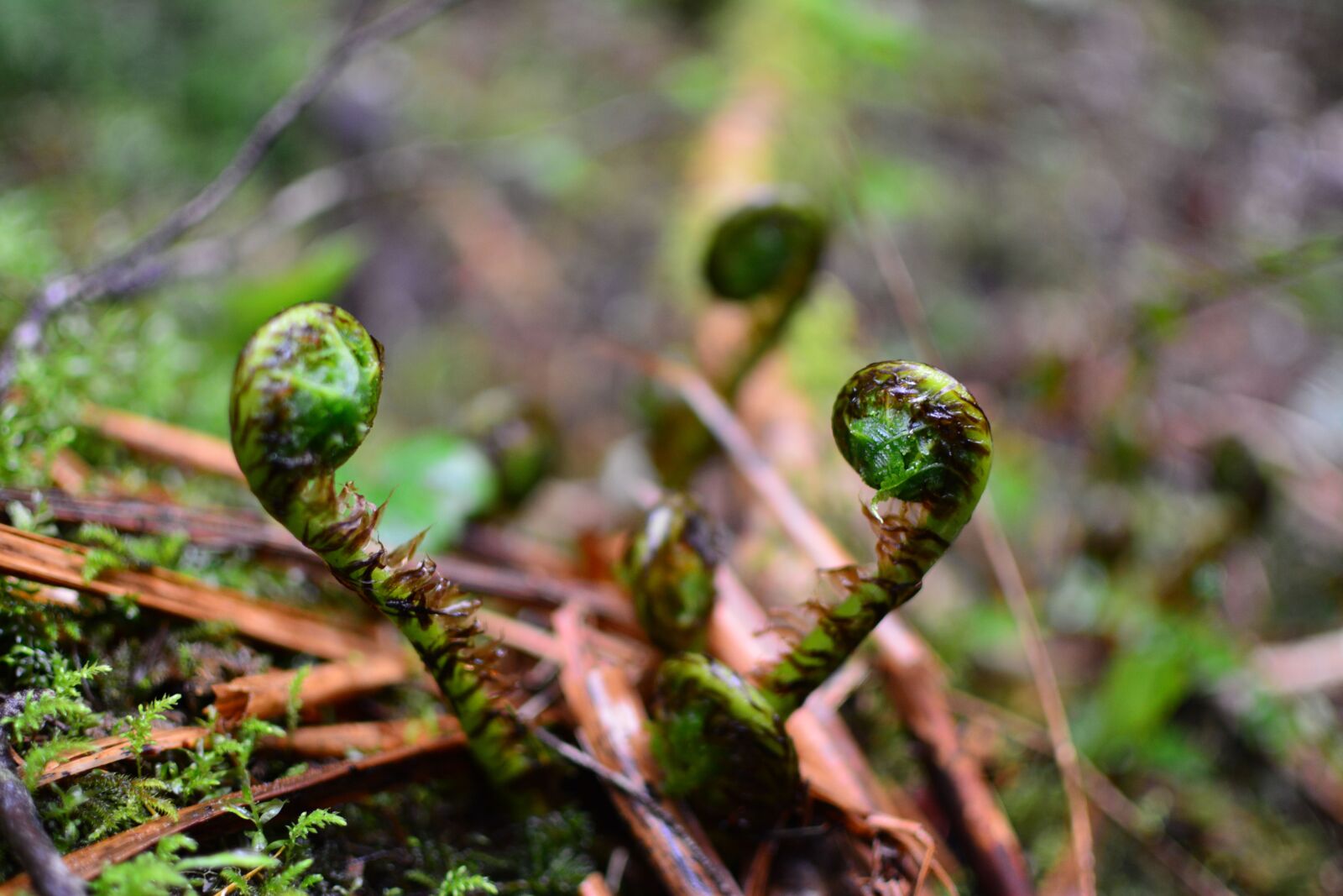 Nikon D5200 sample photo. Fern, life, moss, nature photography