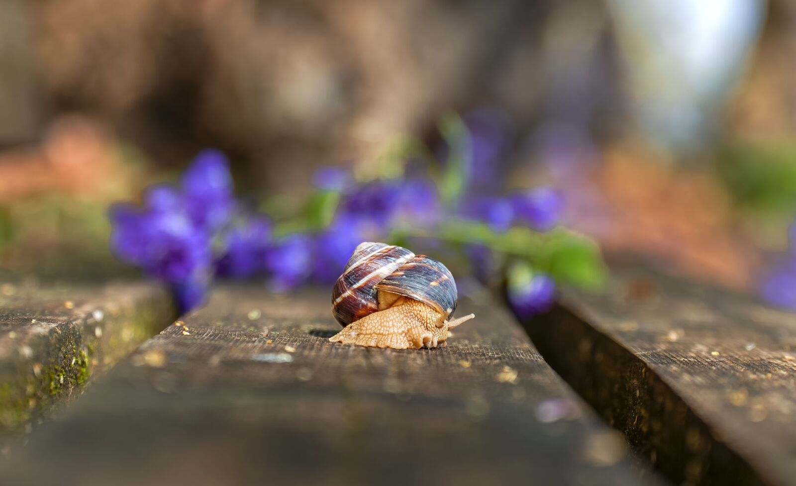 Tamron SP 24-70mm F2.8 Di VC USD sample photo. Snail, nature, shell photography