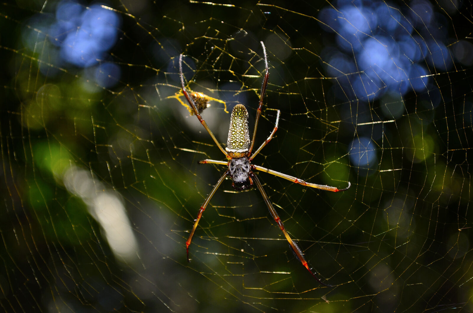 Nikon D5100 sample photo. Arachnid, cobweb, color, creepy photography
