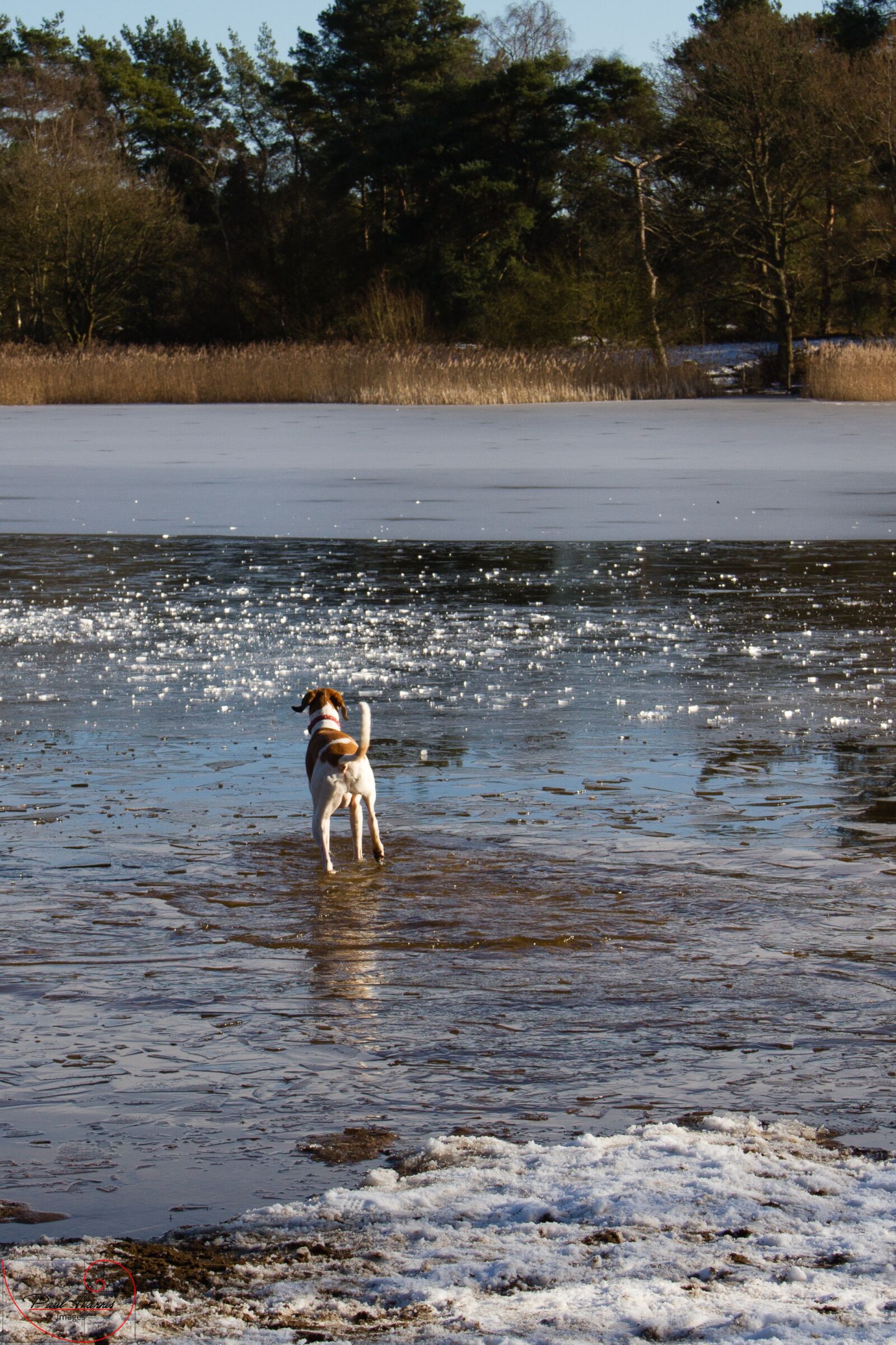 Canon EOS 7D sample photo. Dog, ice, lake photography