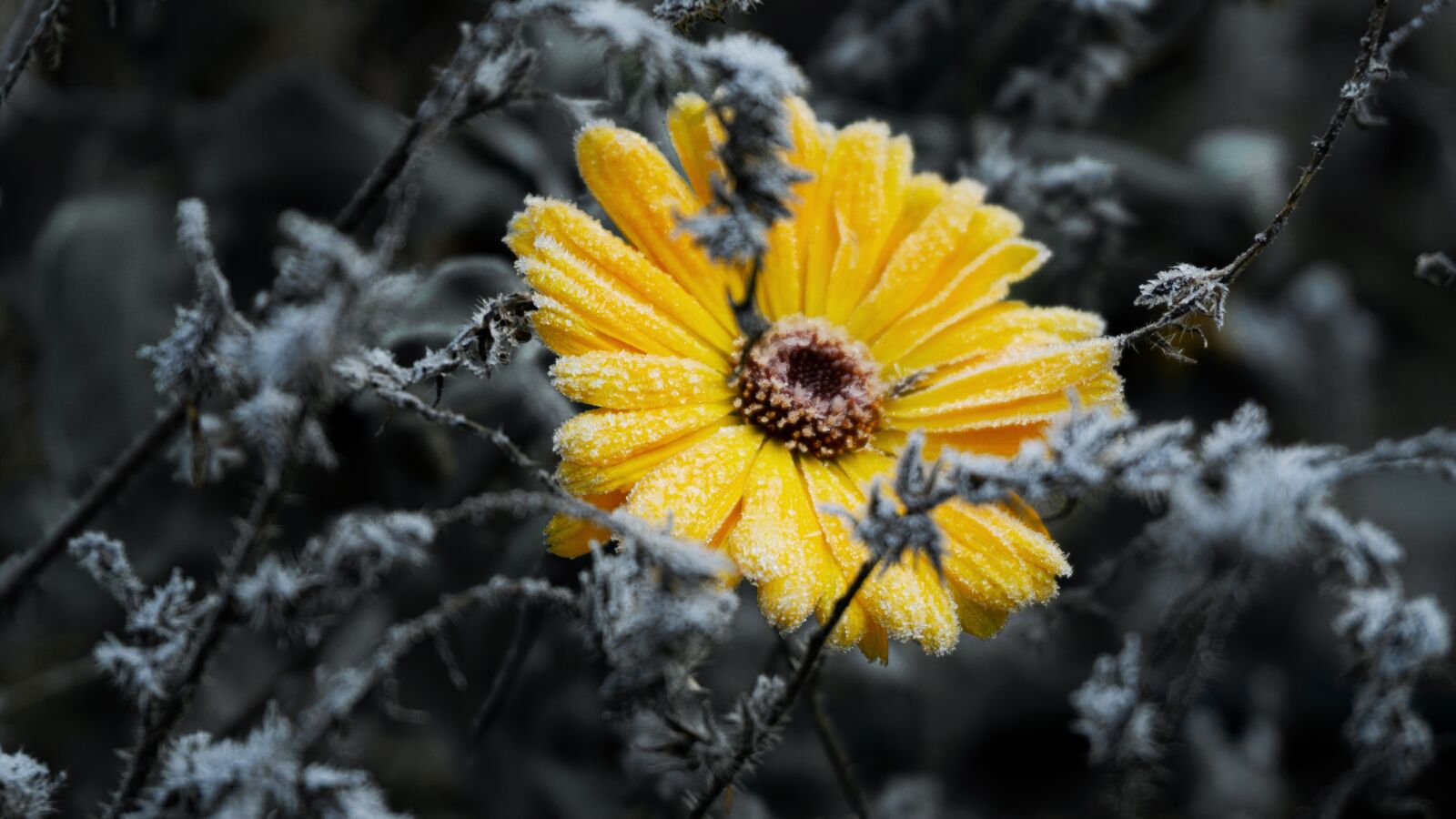 Sony a6000 sample photo. Marigold, frost, yellow photography