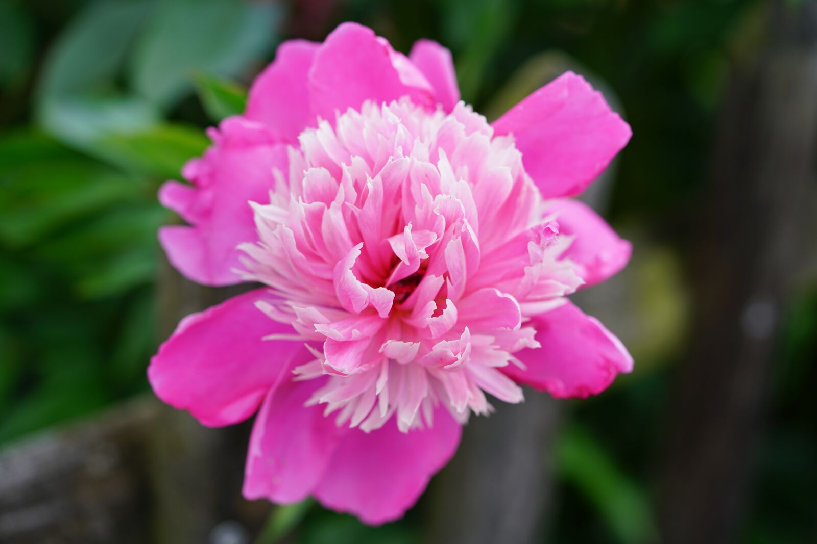 Sony a7R II + Sony FE 90mm F2.8 Macro G OSS sample photo. Peony, flower, blossom photography