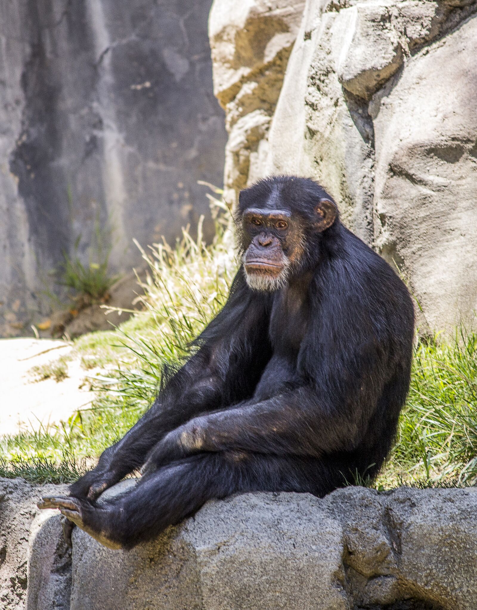 Canon EF-S 55-250mm F4-5.6 IS II sample photo. Chimpanzee, animal, monkey photography