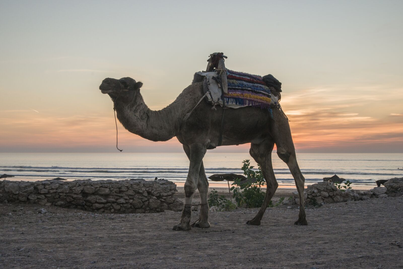 Nikon D800 sample photo. Camel, morocco, beach photography