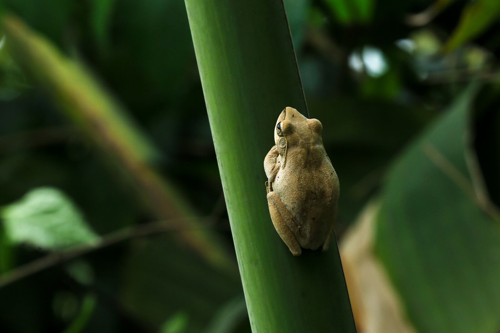 Canon EF 70-200mm F2.8L IS II USM sample photo. Scaphiopus holbrookii, toad, frog photography