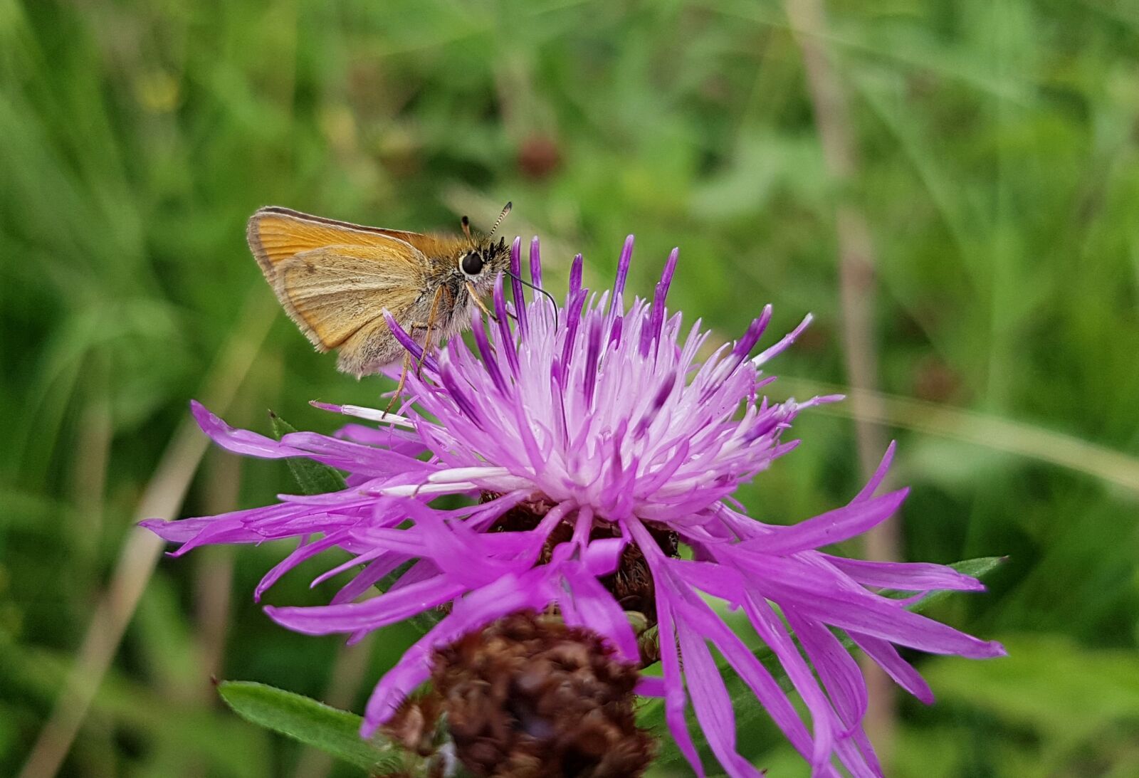 Samsung Galaxy S7 sample photo. Butterfly, small skipper, skipper photography