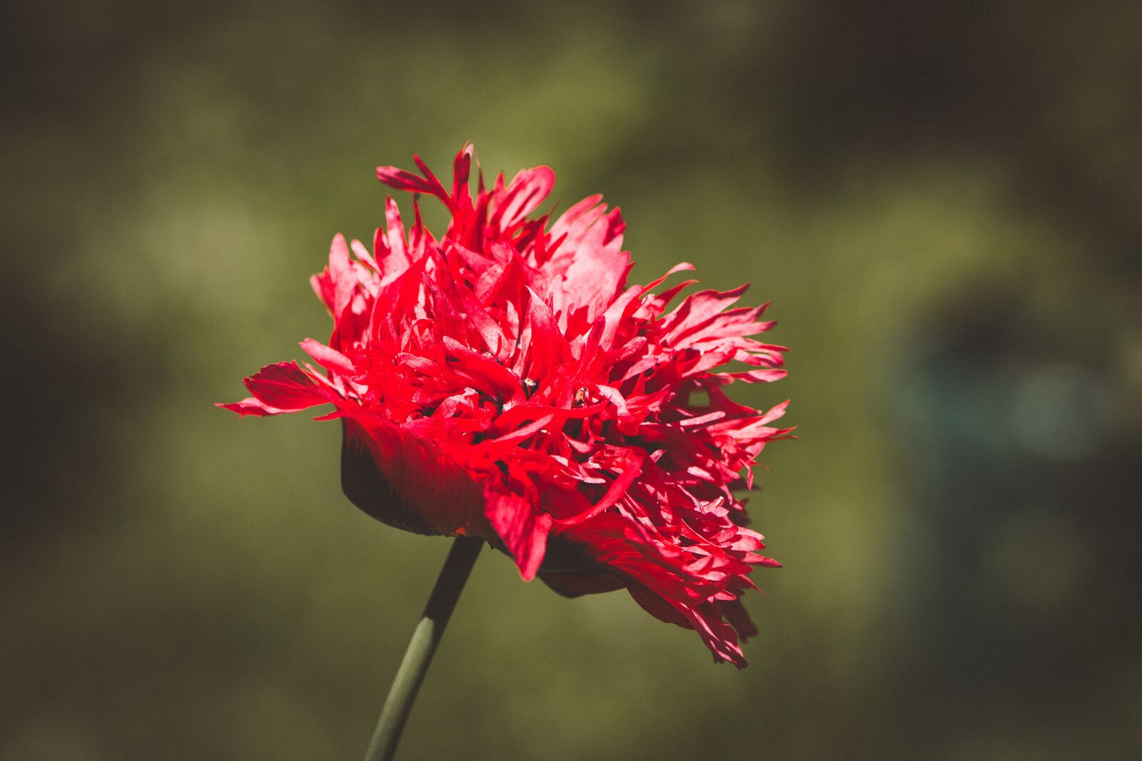 Nikon D7100 sample photo. Poppy, red, red poppy photography