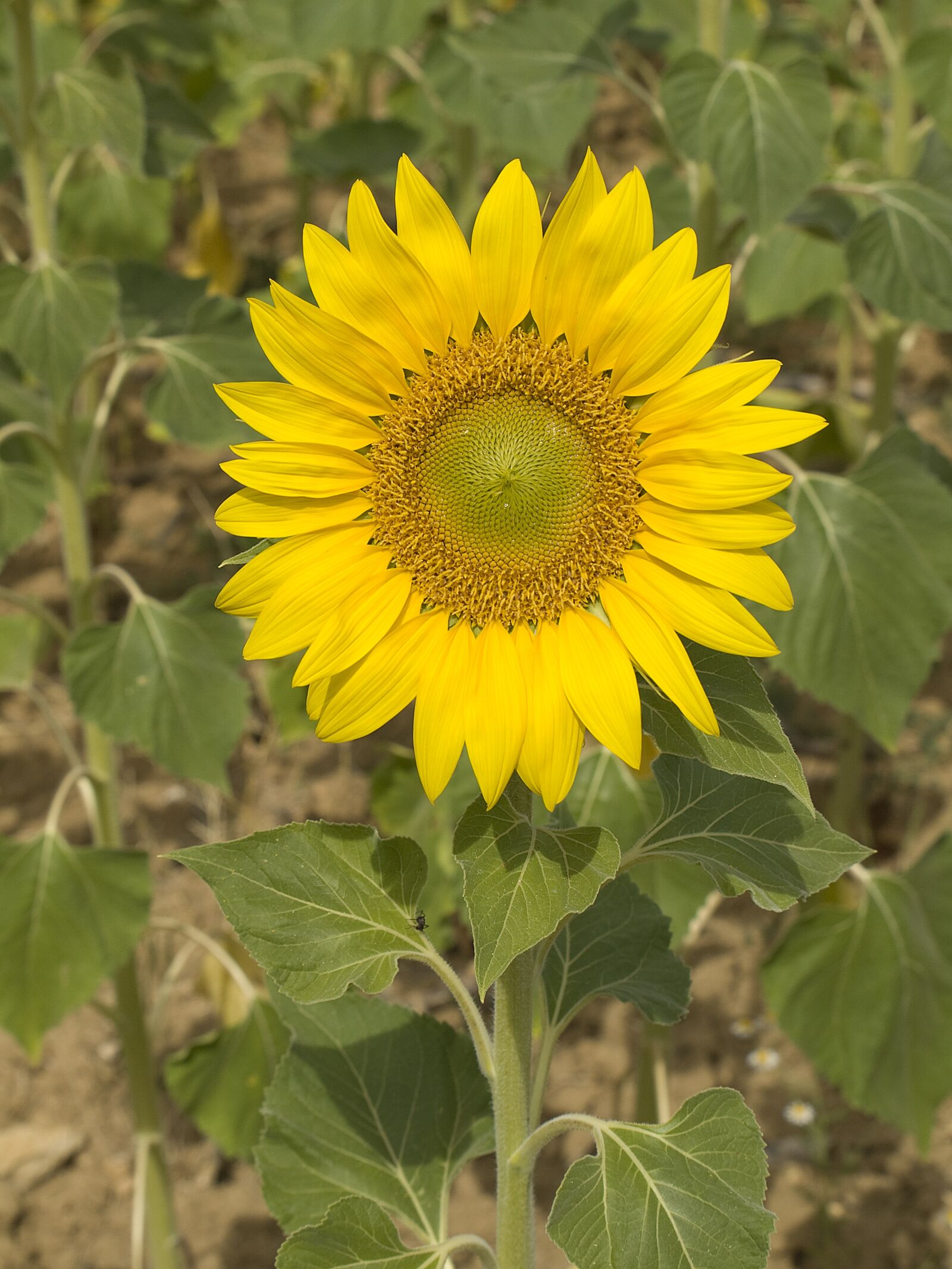 Olympus E-510 (EVOLT E-510) sample photo. Sunflower, flower, pipes photography