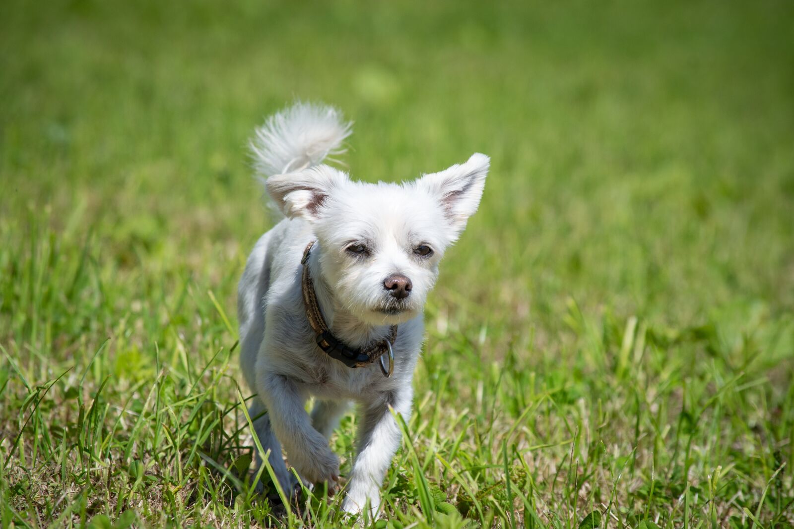 Nikon D7100 sample photo. Dog, white, meadow photography
