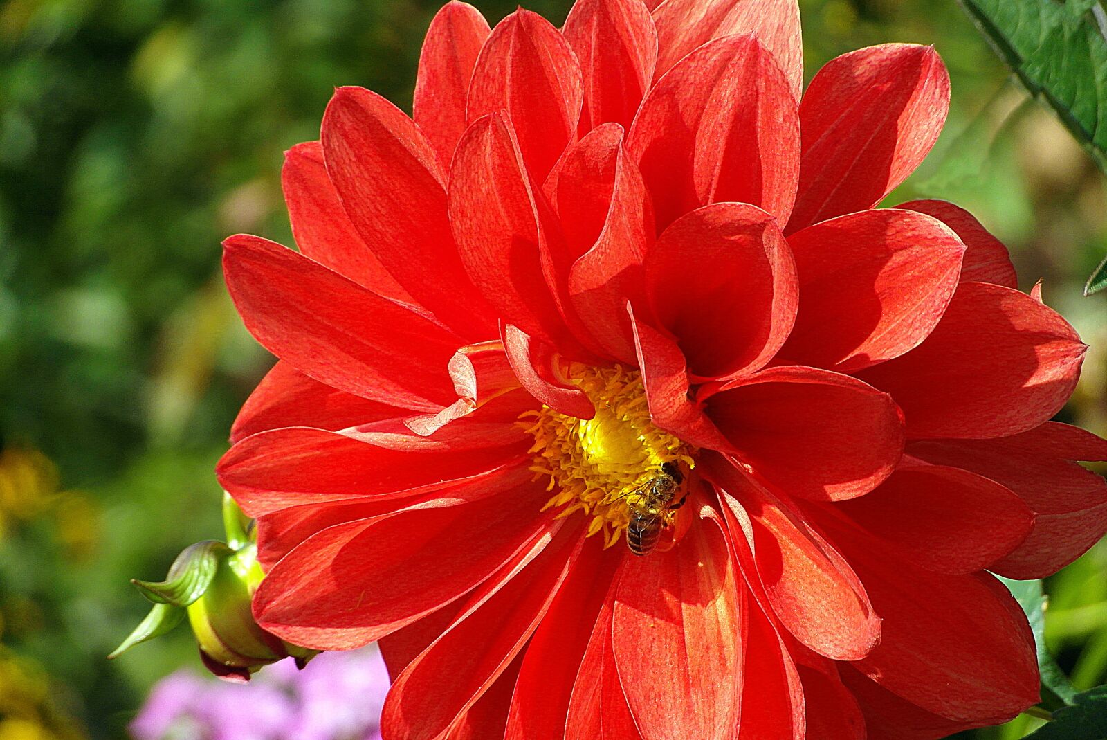 Samsung WB750 sample photo. Dalia, flower, red photography
