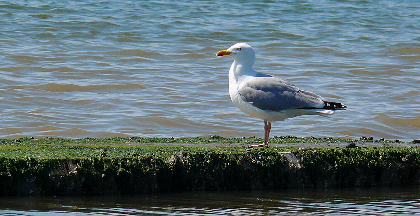Leica V-LUX 1 sample photo. Seagull, water bird, sea photography