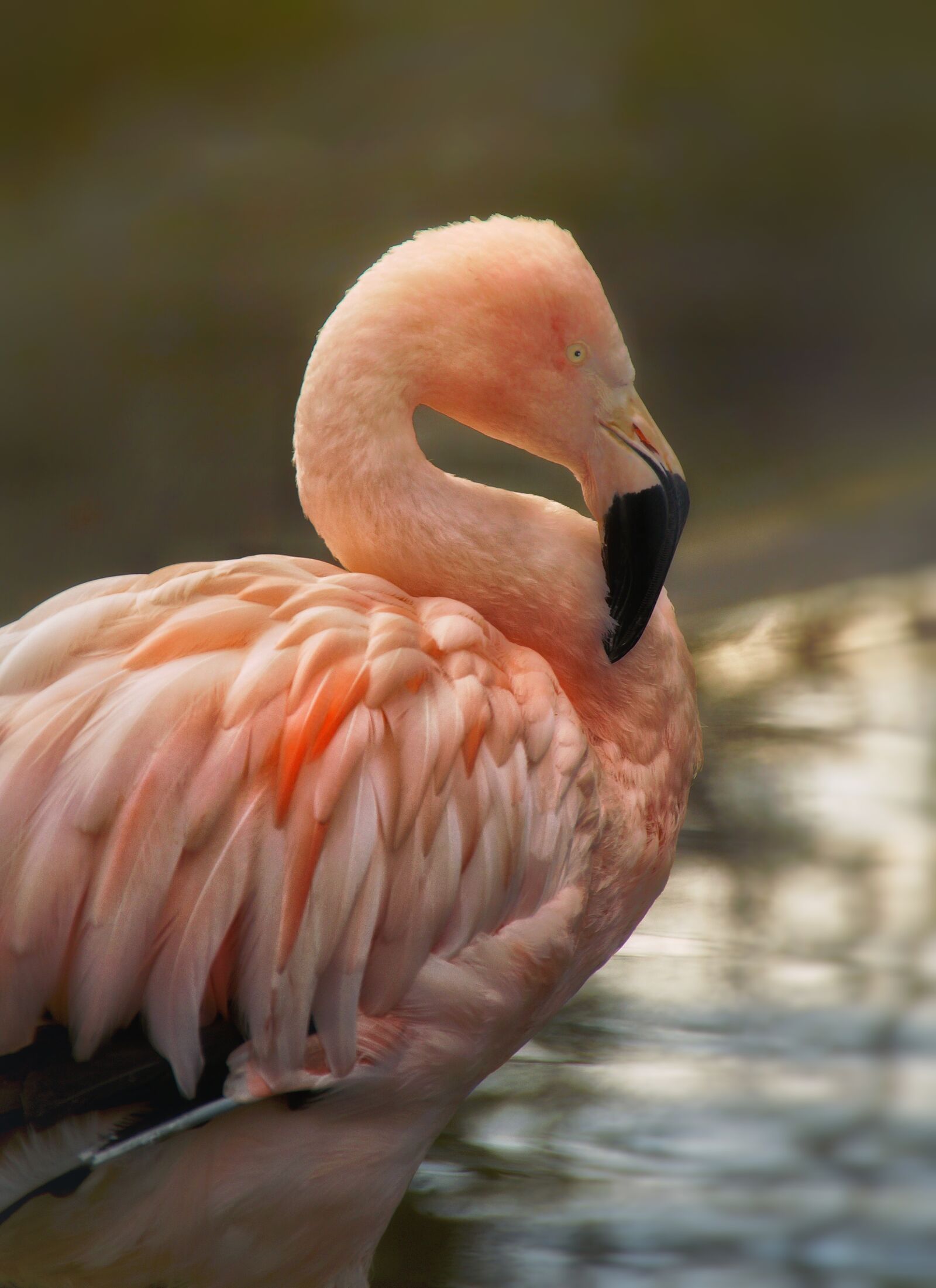 Sony SLT-A58 sample photo. Flamingo, pink, bird photography