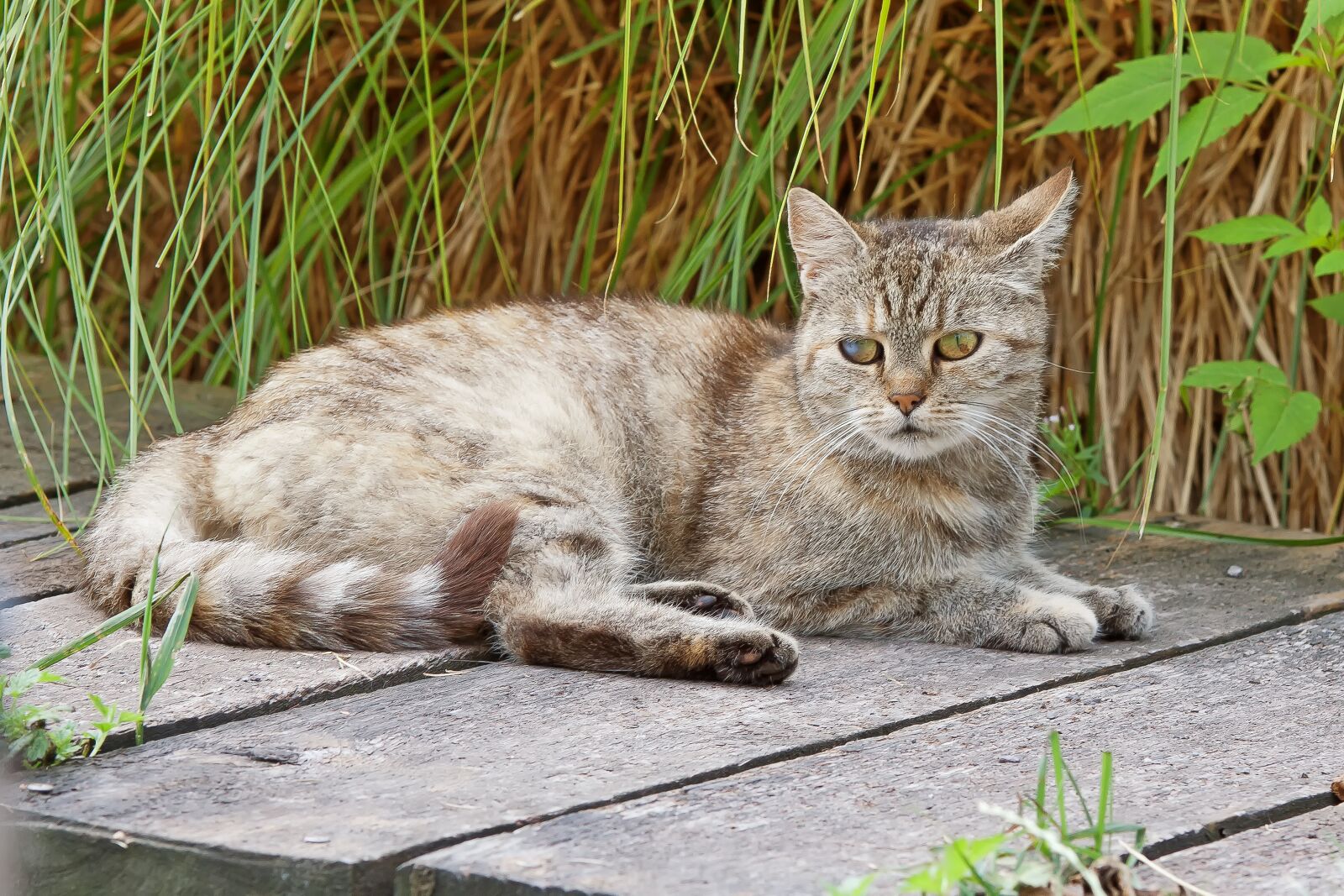 Canon EOS 50D sample photo. Cat, animal, concerns photography