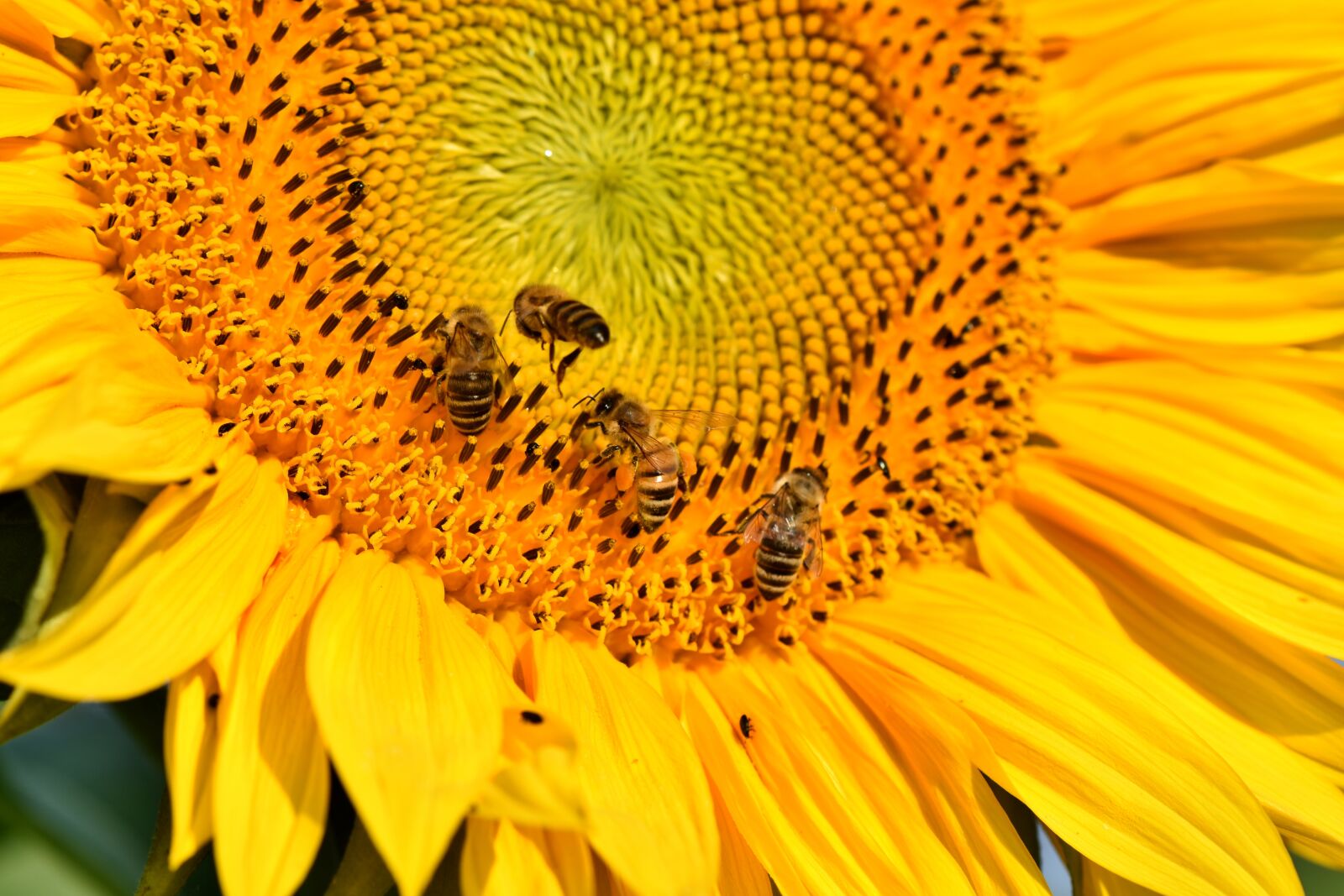 Nikon D7200 sample photo. Sunflower, flower, bees photography