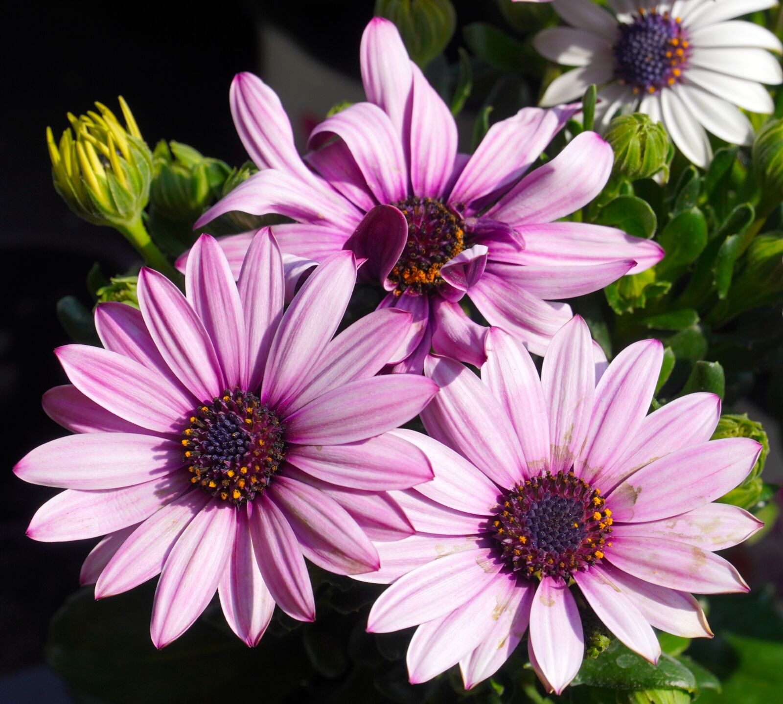 Sony E PZ 18-105mm F4 G OSS sample photo. Flowers, spring, nature photography