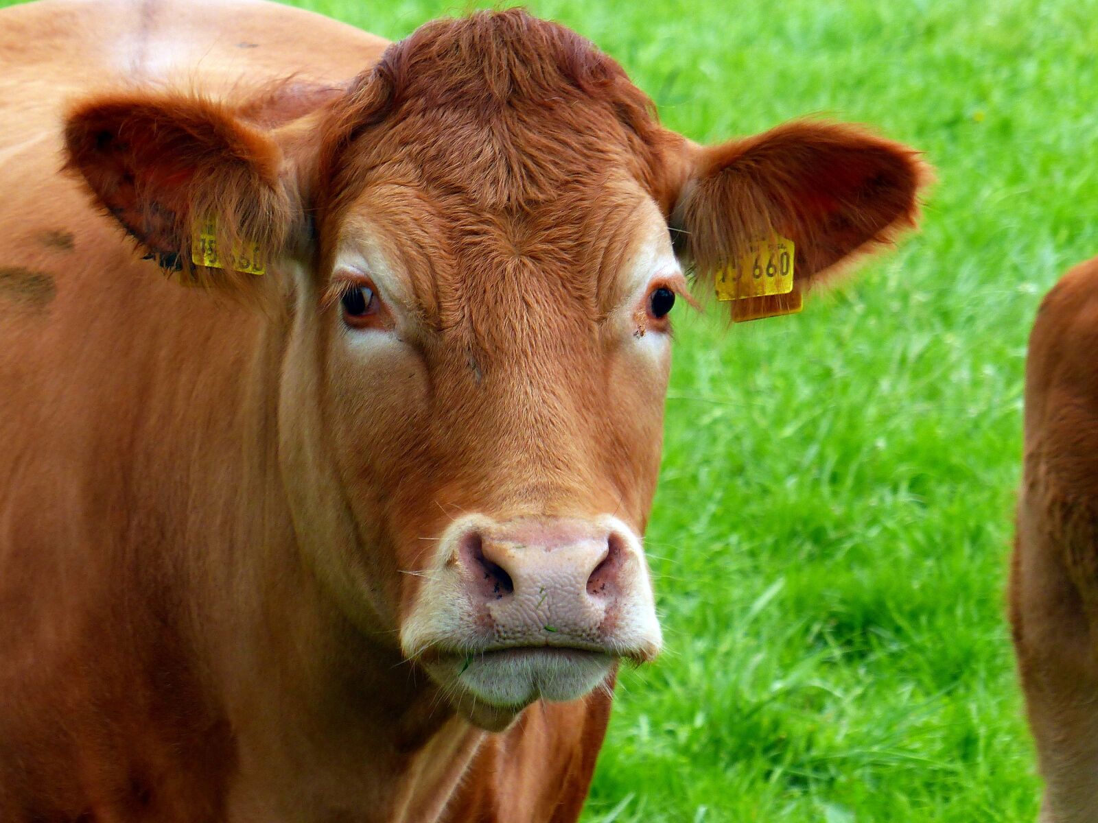 Panasonic Lumix DMC-FZ200 sample photo. Beef, pasture, livestock photography