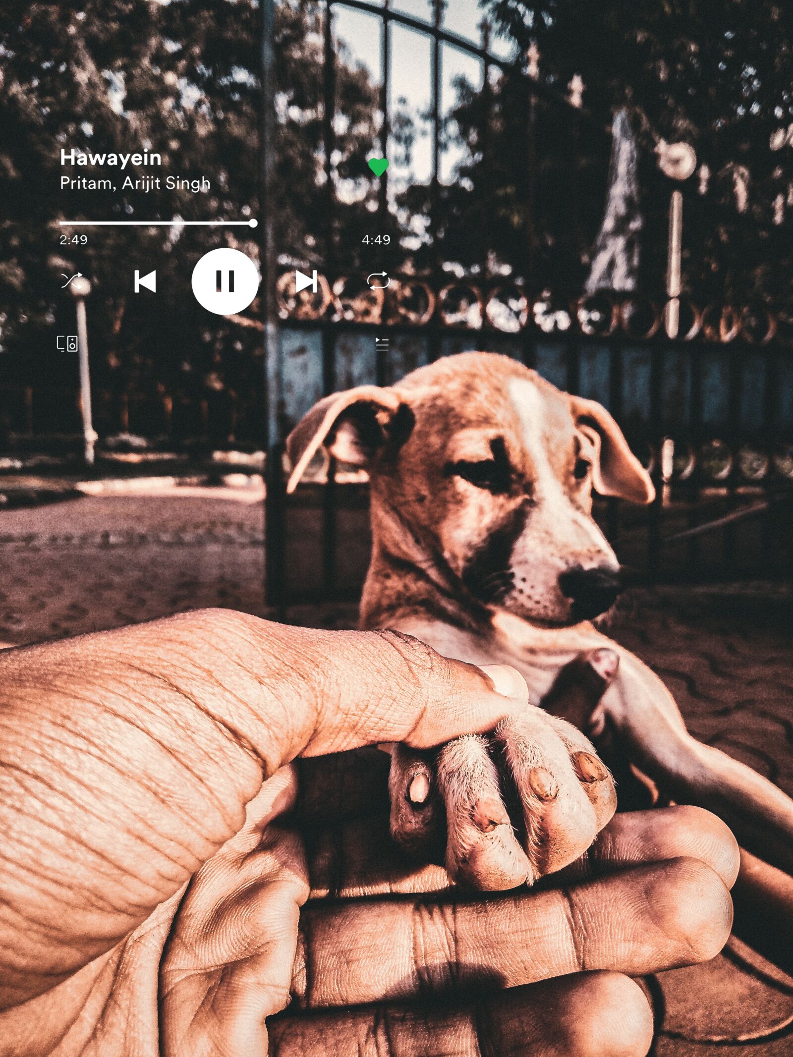 OPPO CPH1701 sample photo. Dog, paw, love photography