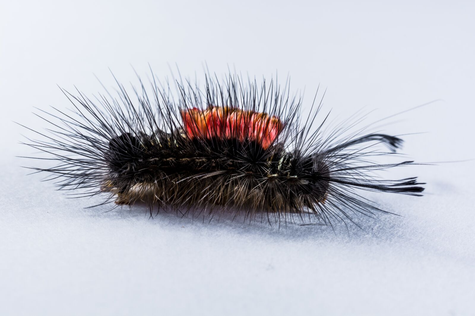 Nikon D5200 sample photo. Caterpillar, hairy, prickly photography