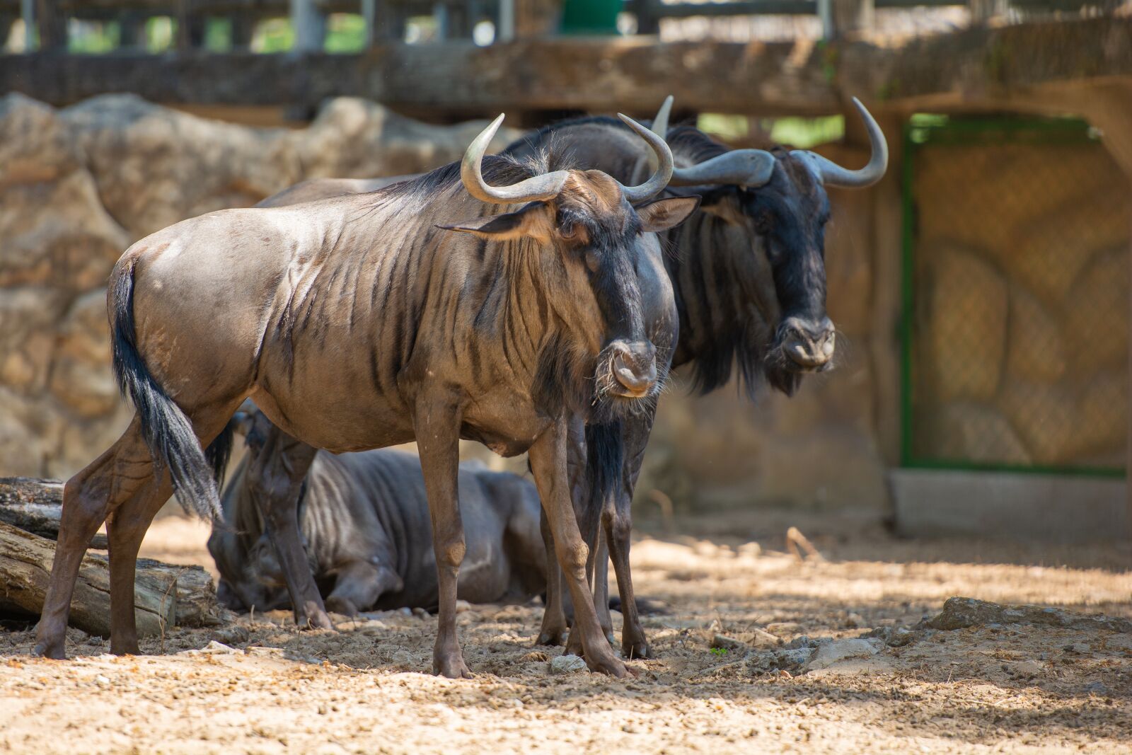 Nikon D7100 sample photo. Wildlife, animal, wild photography