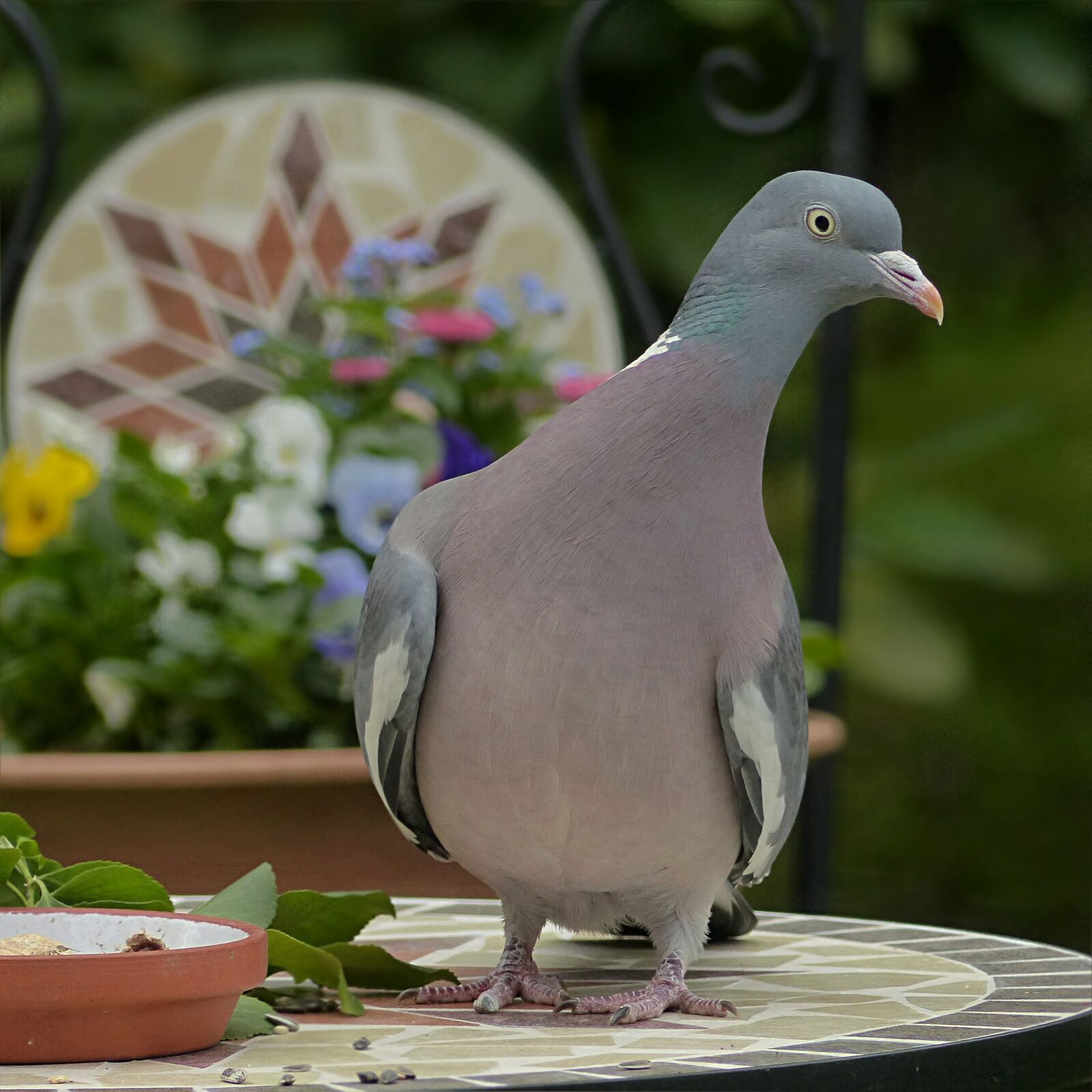 Panasonic Lumix DMC-FZ200 sample photo. Dove, ringdove, bird photography