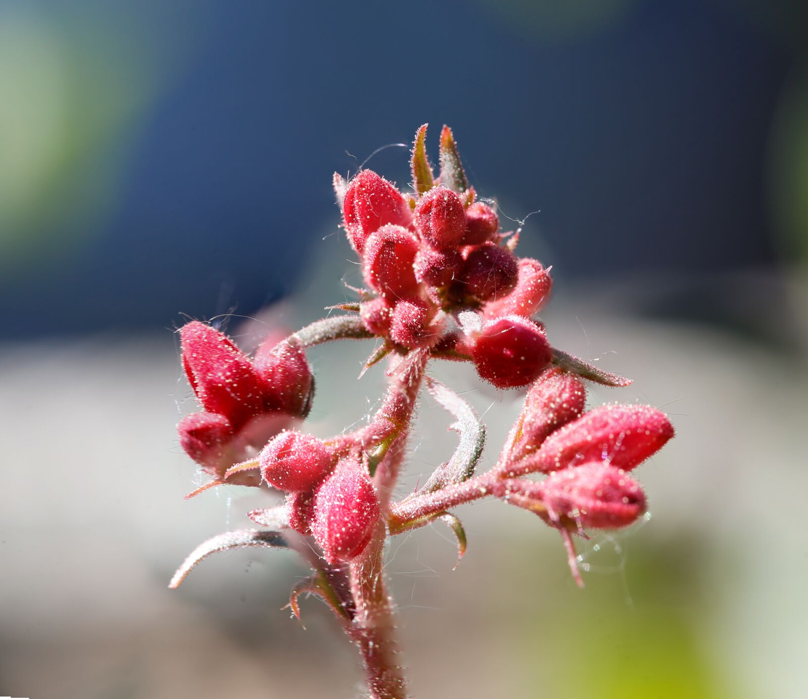 Canon EF 100mm F2.8L Macro IS USM sample photo. Blossom, bloom, bud photography