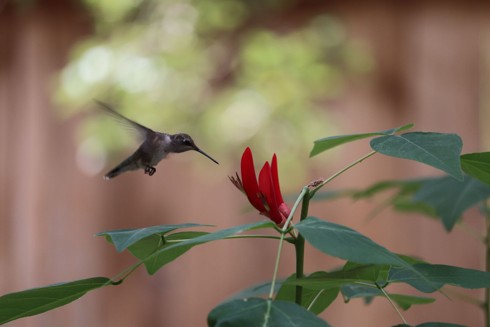Canon EOS 800D (EOS Rebel T7i / EOS Kiss X9i) + Canon EF-S 55-250mm F4-5.6 IS STM sample photo. Hummingbird, bird, red flower photography