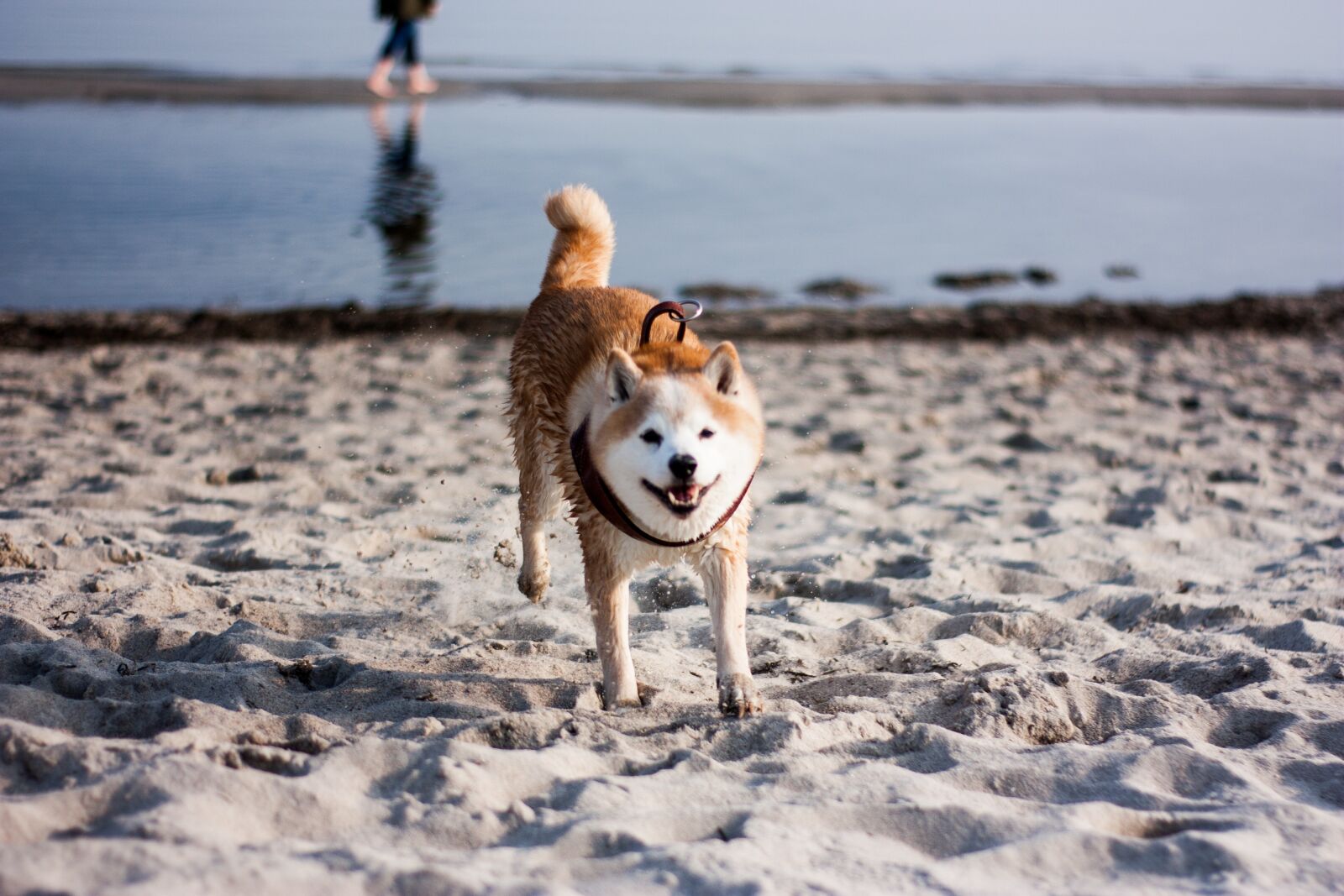 Canon EOS 450D (EOS Rebel XSi / EOS Kiss X2) sample photo. Shiba, inu, dog photography