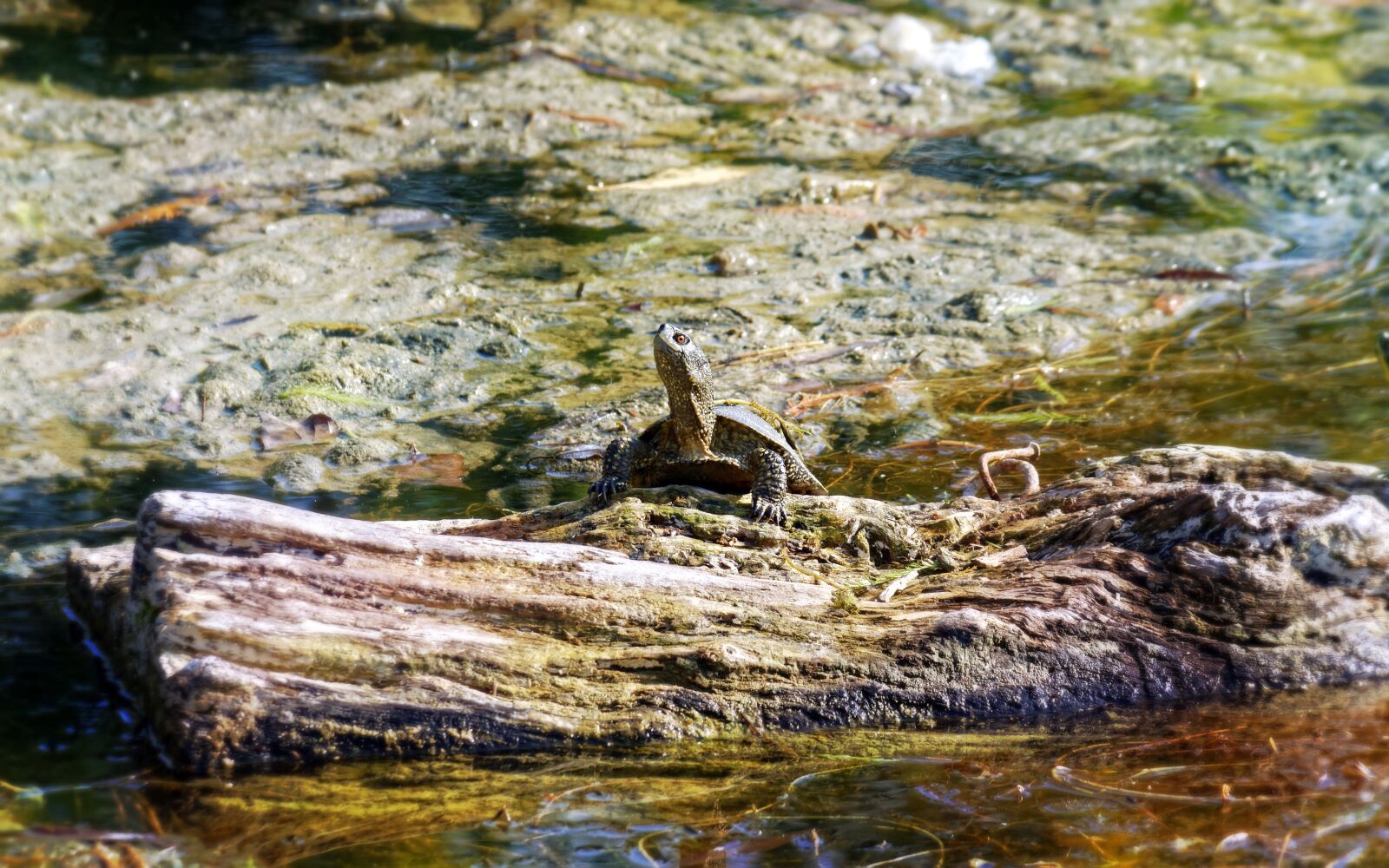 Nikon D5100 sample photo. Turtle, log, trunk photography