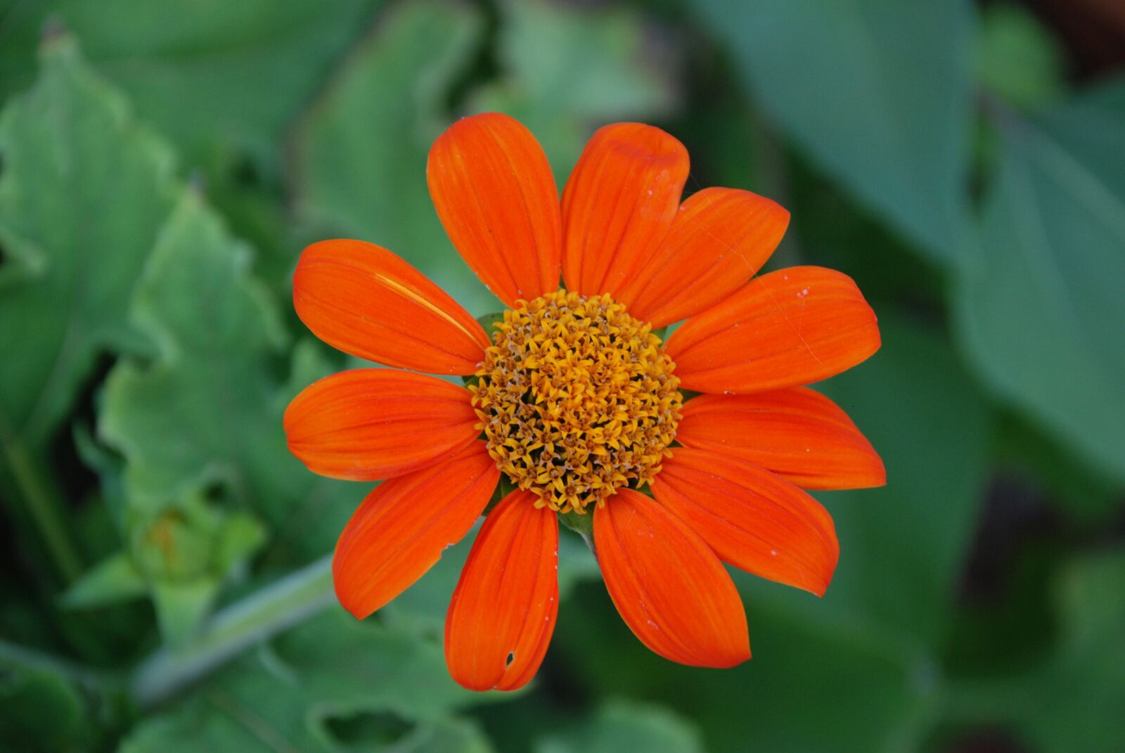Nikon D80 sample photo. Orange flower, flower, orange photography