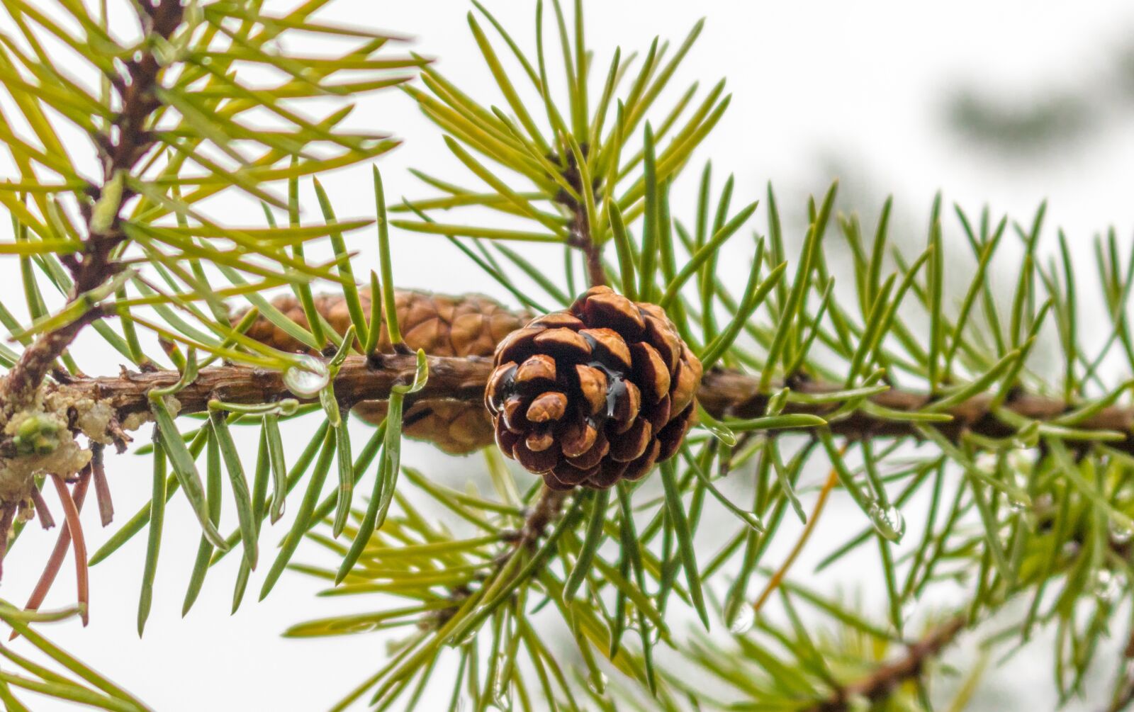 Canon EOS 750D (EOS Rebel T6i / EOS Kiss X8i) sample photo. Conifer, fir, pine photography