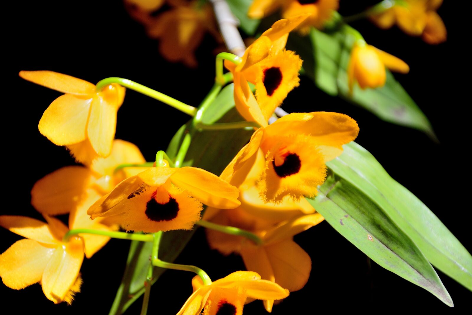 Nikon D7100 sample photo. Wind am, beauty, yellow photography