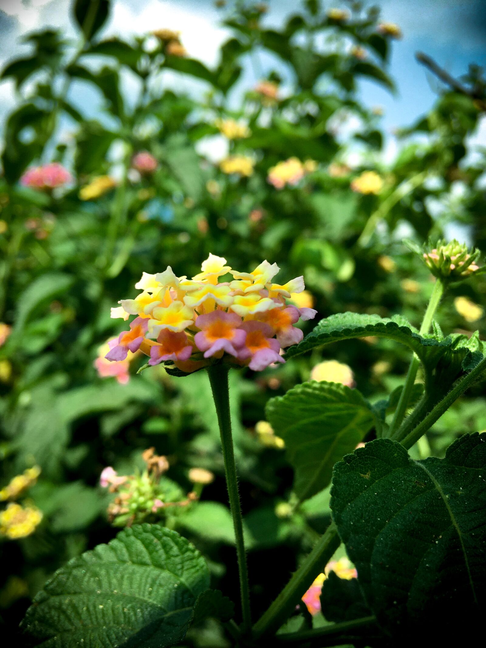 Apple iPhone SE (1st generation) sample photo. Beautiful, flower, sky photography