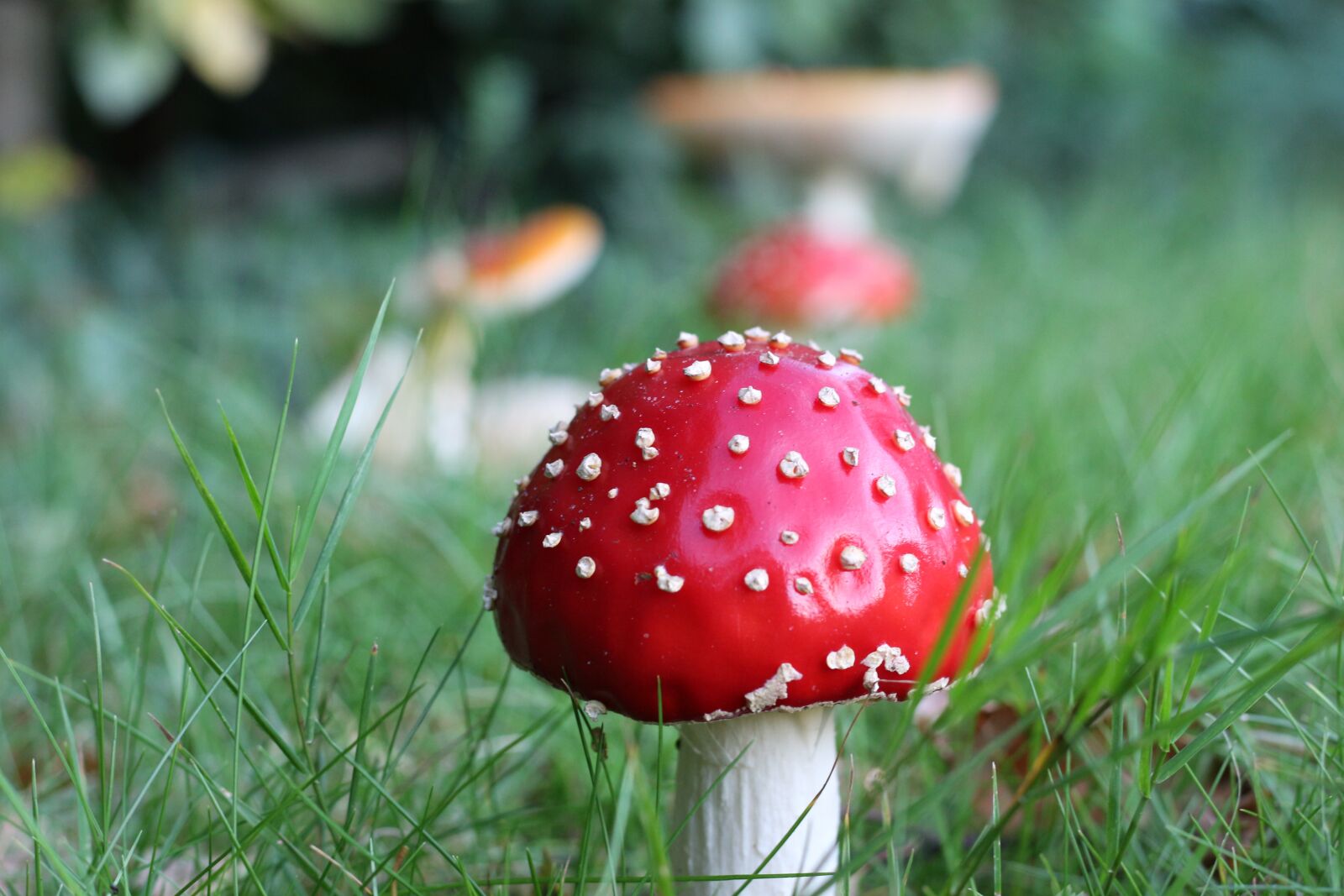 Canon EOS 700D (EOS Rebel T5i / EOS Kiss X7i) + Canon EF 50mm F1.8 STM sample photo. Fly agaric, in the photography