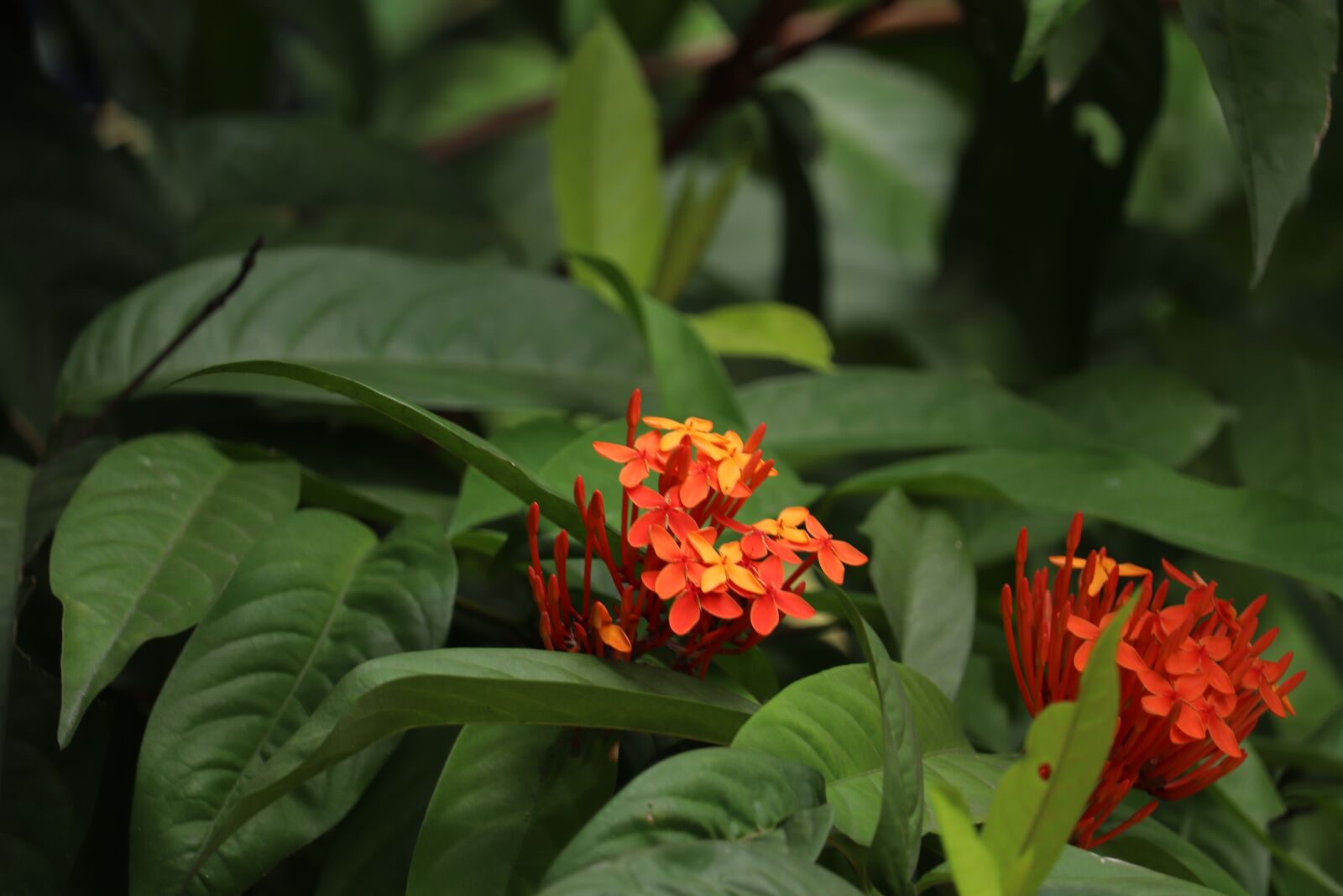 Canon EOS 250D (EOS Rebel SL3 / EOS Kiss X10 / EOS 200D II) sample photo. Kerala, garden, ixora photography