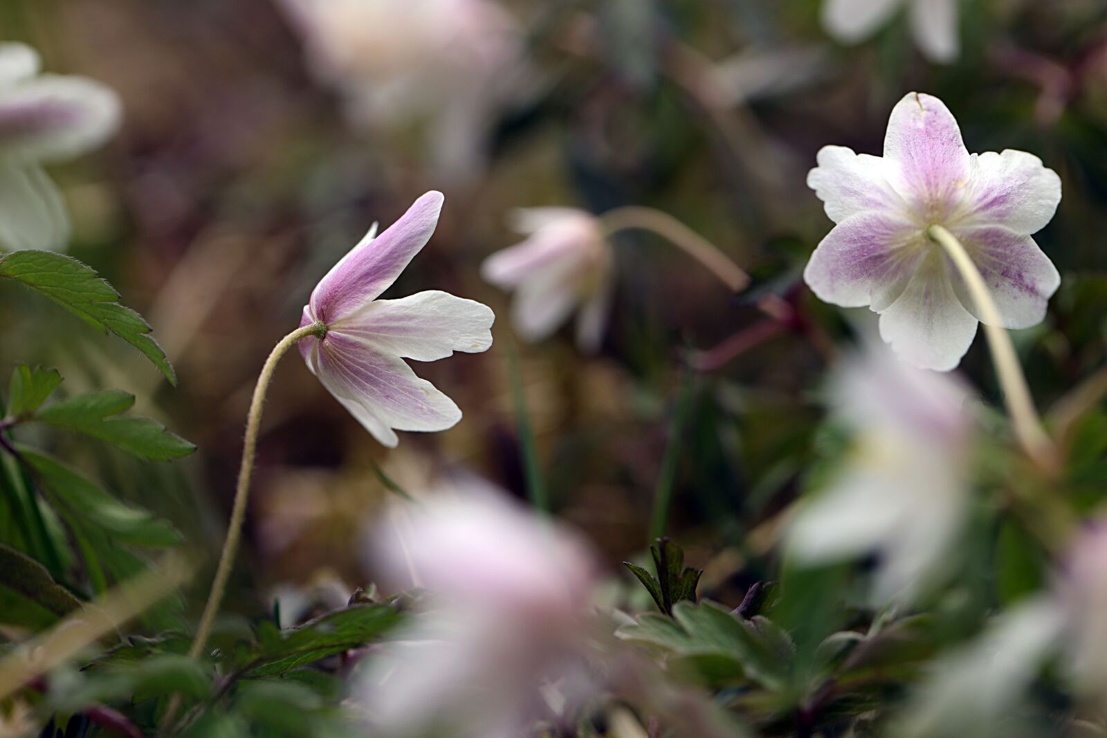 Canon EOS R sample photo. Anemone, spring, flower photography