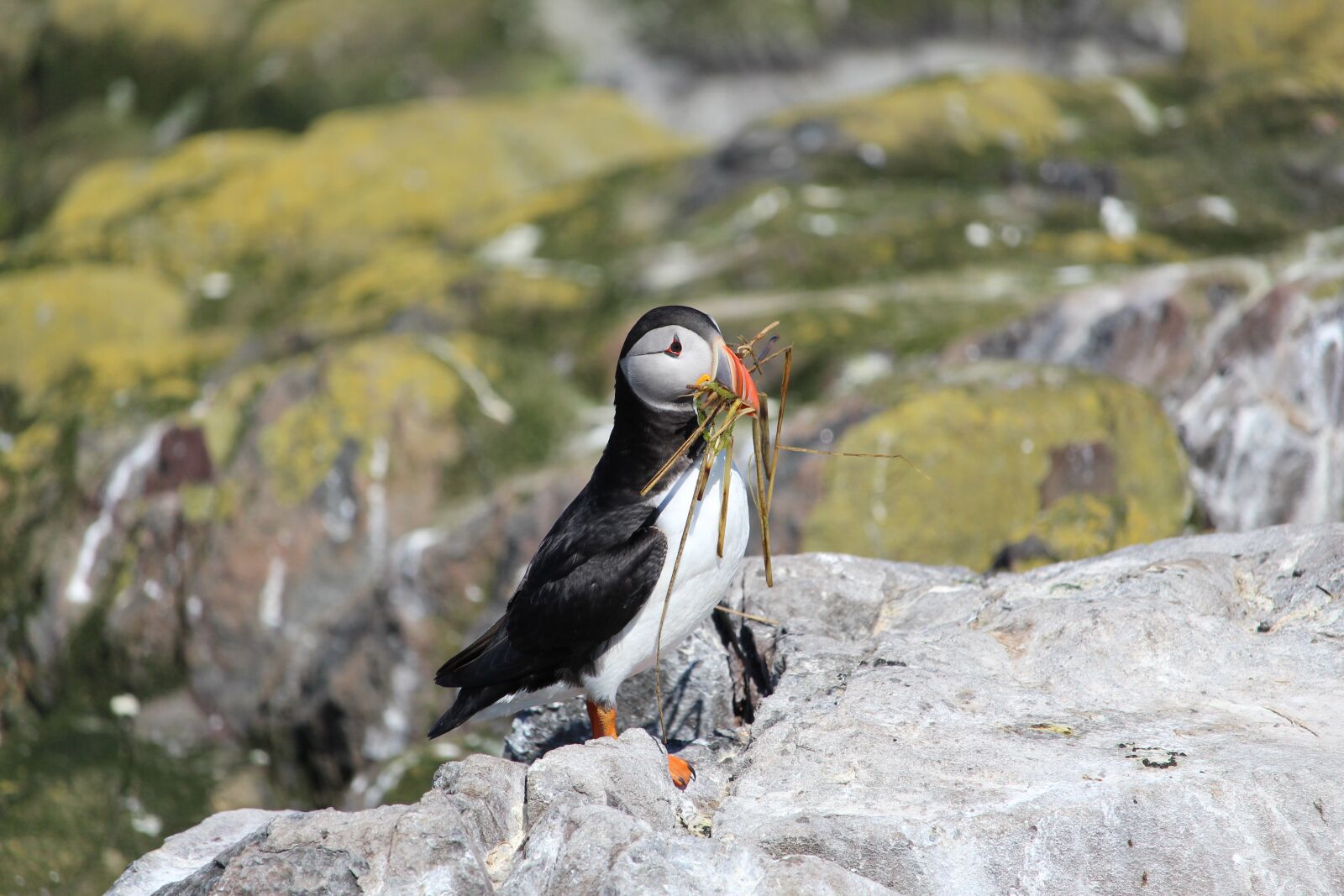Canon EOS 700D (EOS Rebel T5i / EOS Kiss X7i) sample photo. Puffin, nesting, seabird photography