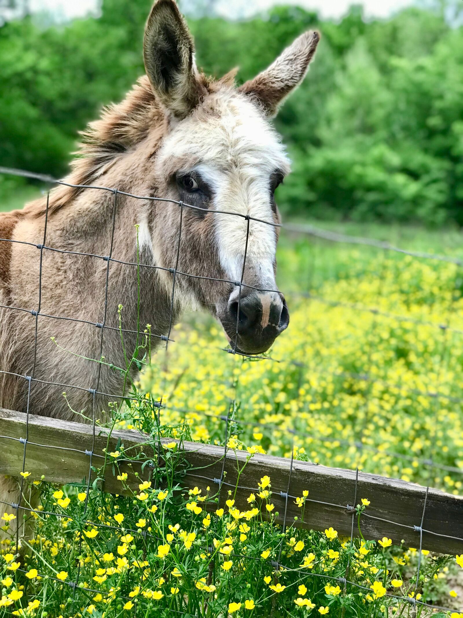 iPhone 7 Plus back dual camera 6.6mm f/2.8 sample photo. Donkey, spring flowers, farm photography