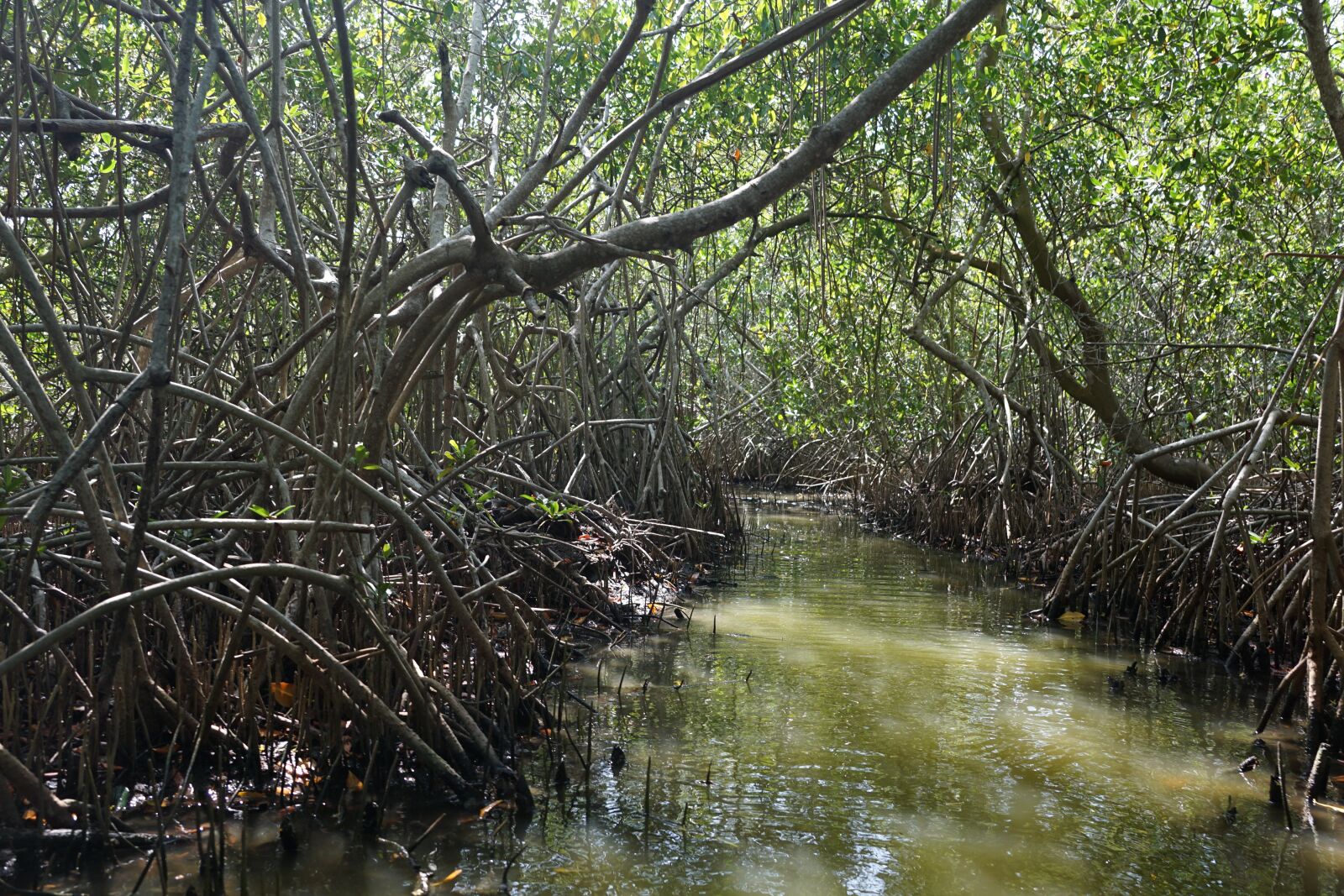 Sony DT 16-50mm F2.8 SSM sample photo. Mongroven, forest, water photography