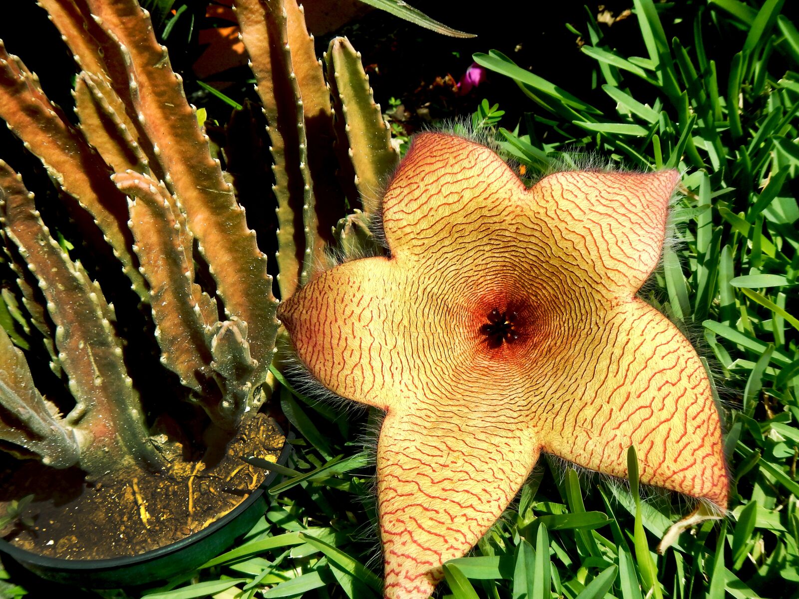 Nikon Coolpix AW110 sample photo. Flower, stapelia, cactus photography