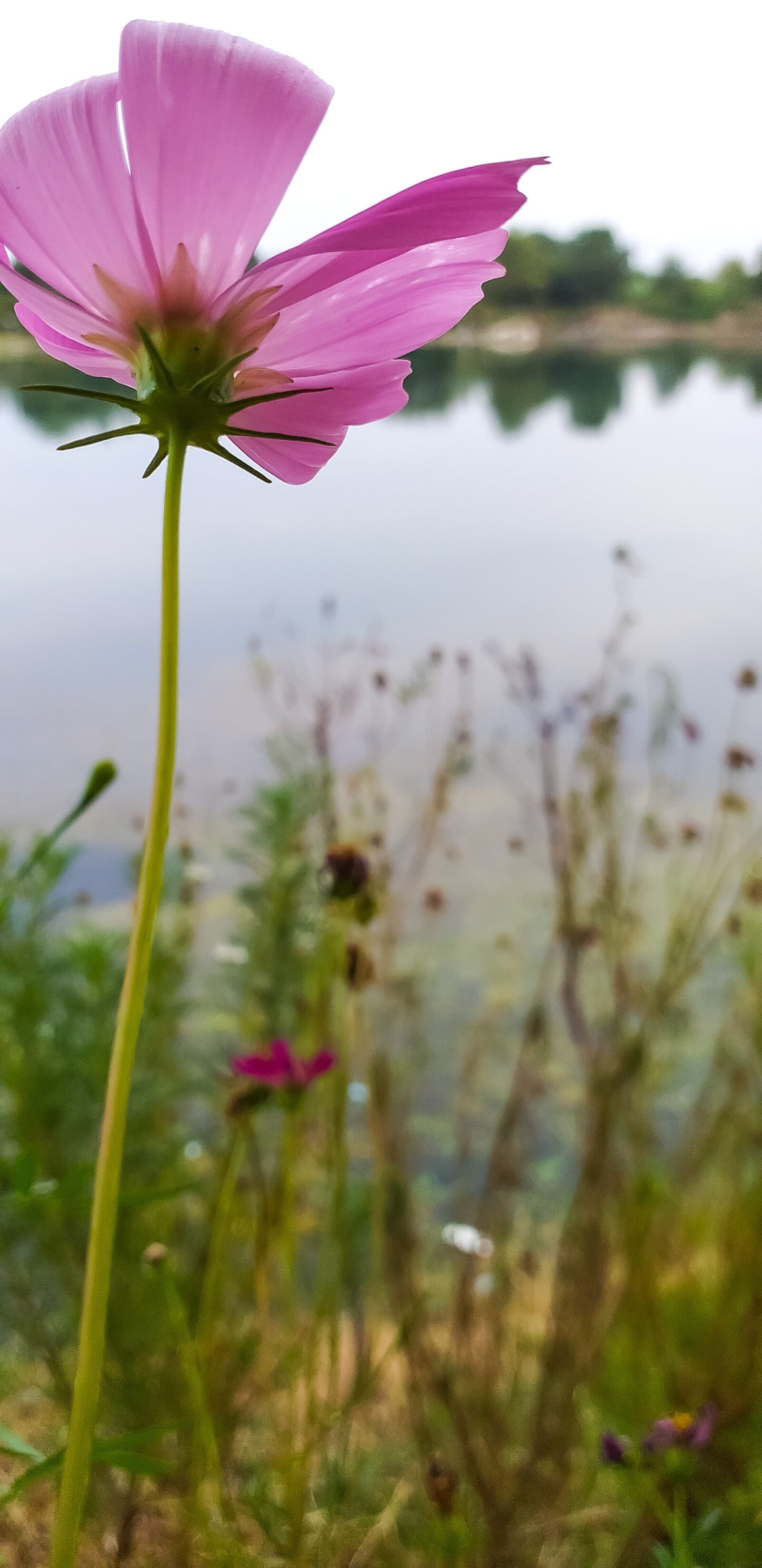 Samsung Galaxy J6+ sample photo. Flower, pink, nature photography